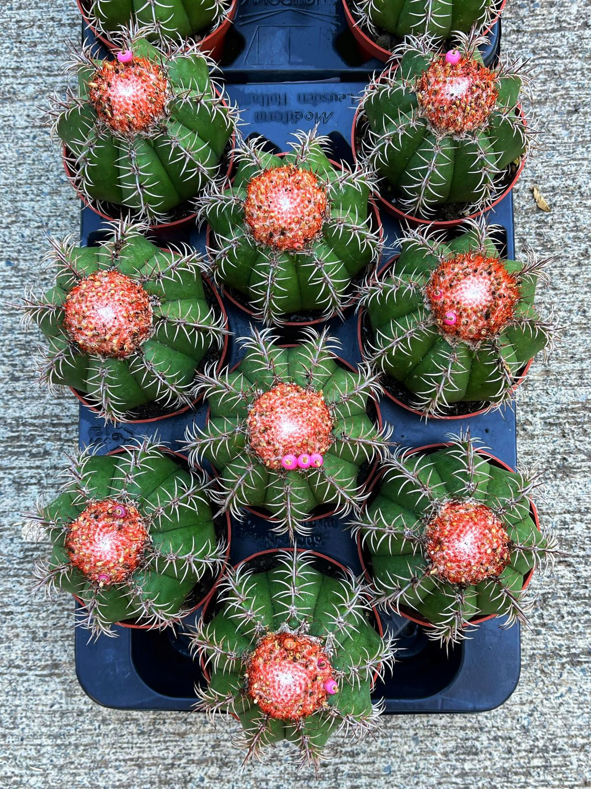 Melocactus Matanzanus - Turuncu Şapkalı Melo 10.5 CM