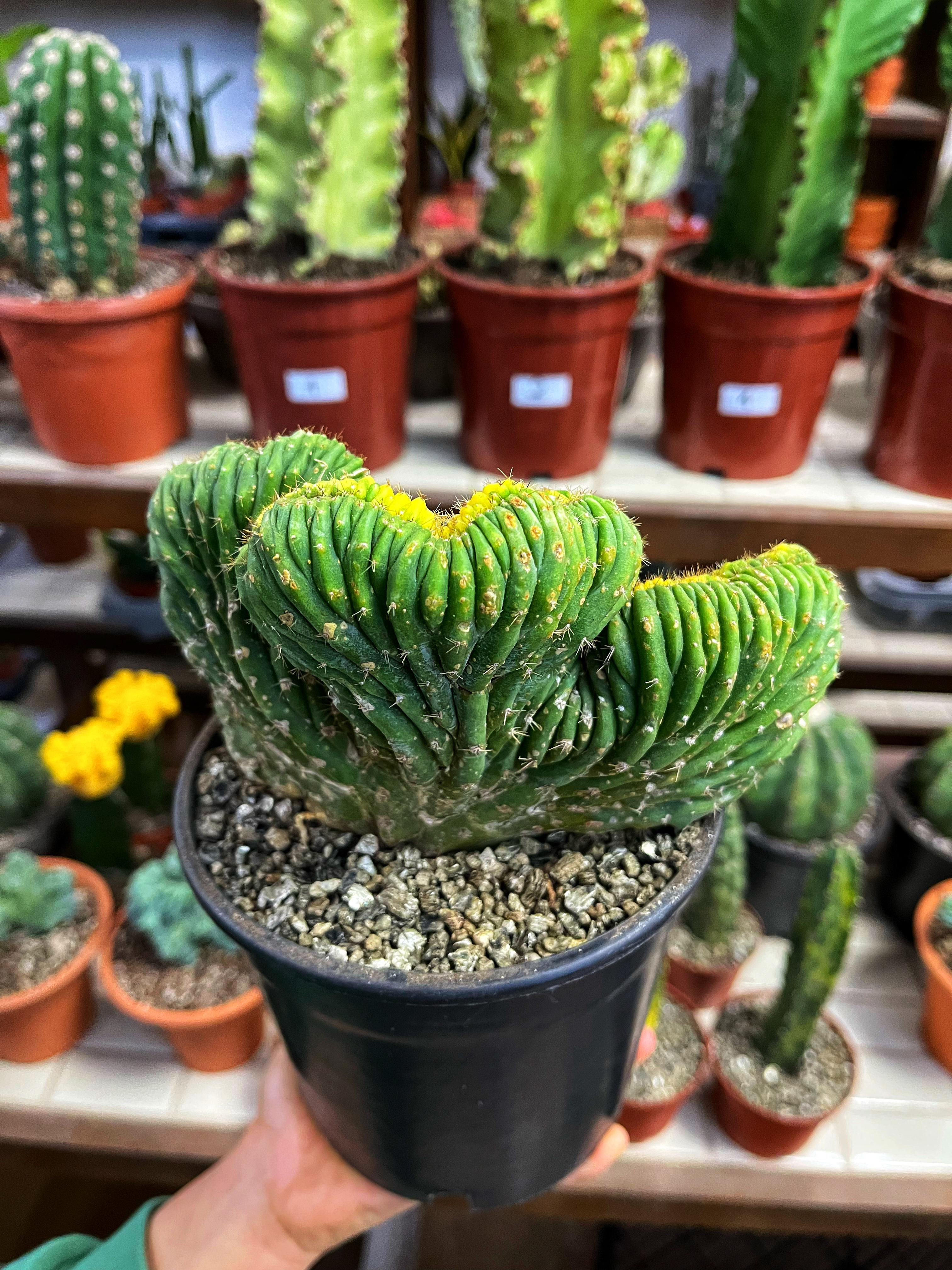 Trichocereus Pachanoi Cristat Variegata - Alacalı San Pedro Kaktüs 15 CM