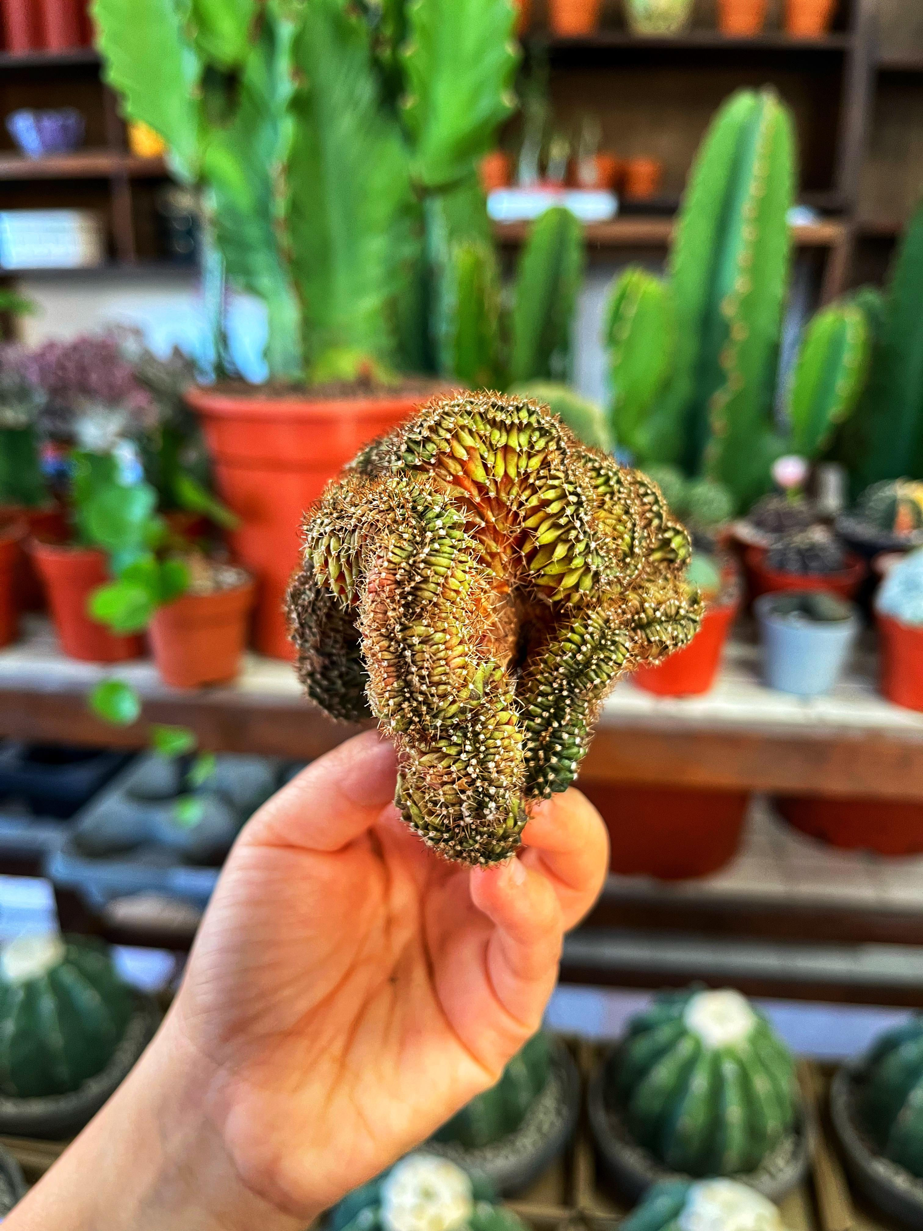 Gymnocalycium Damsii Rotundulum Cristat - 8/ 9 CM Çap