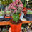 Küçük resim: Büyük Boy Euphorbia Lactea Cristata 'Pink' 11 CM
