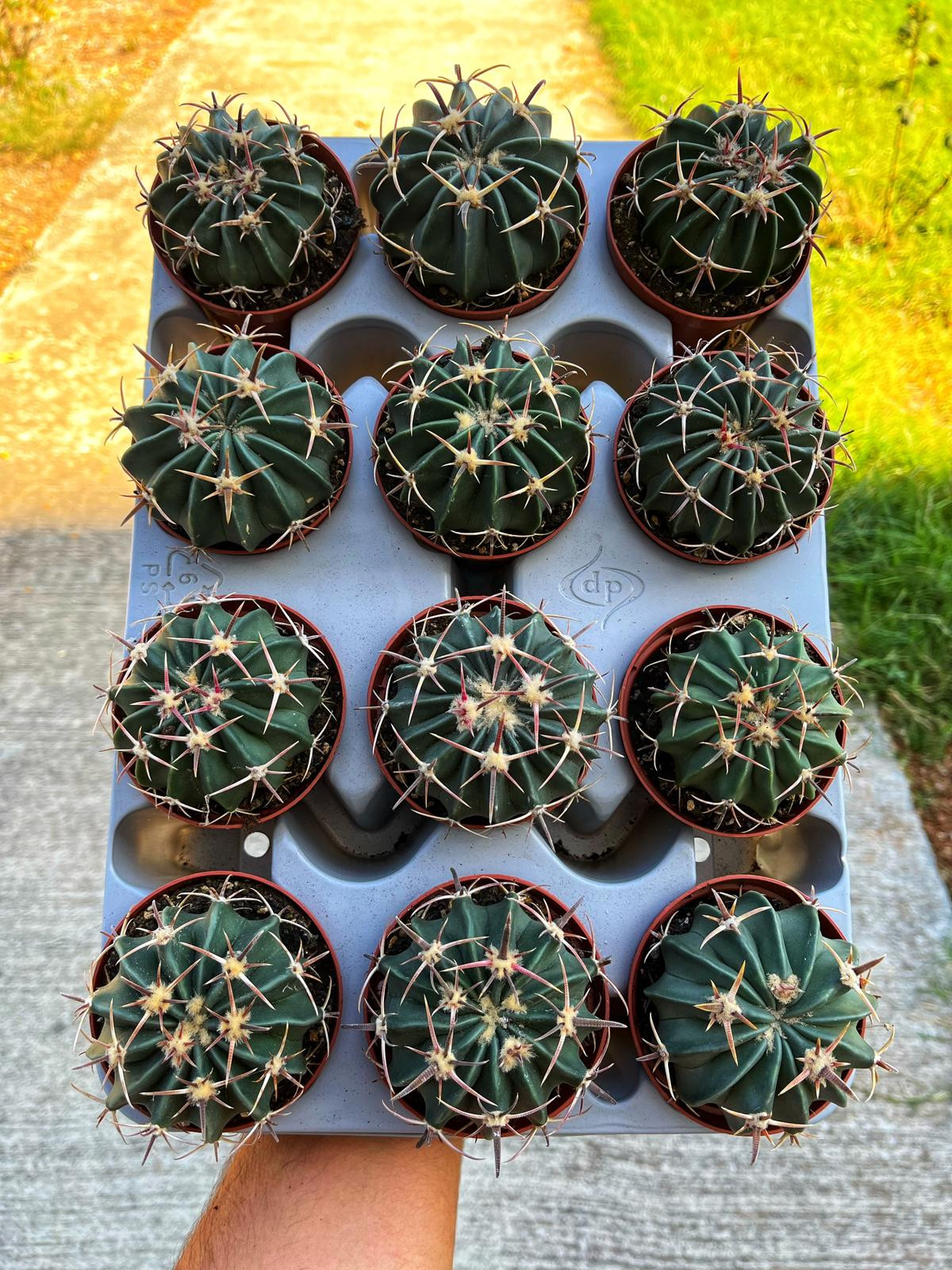 Echinocactus Homalocephala Texensis - 8.5 CM