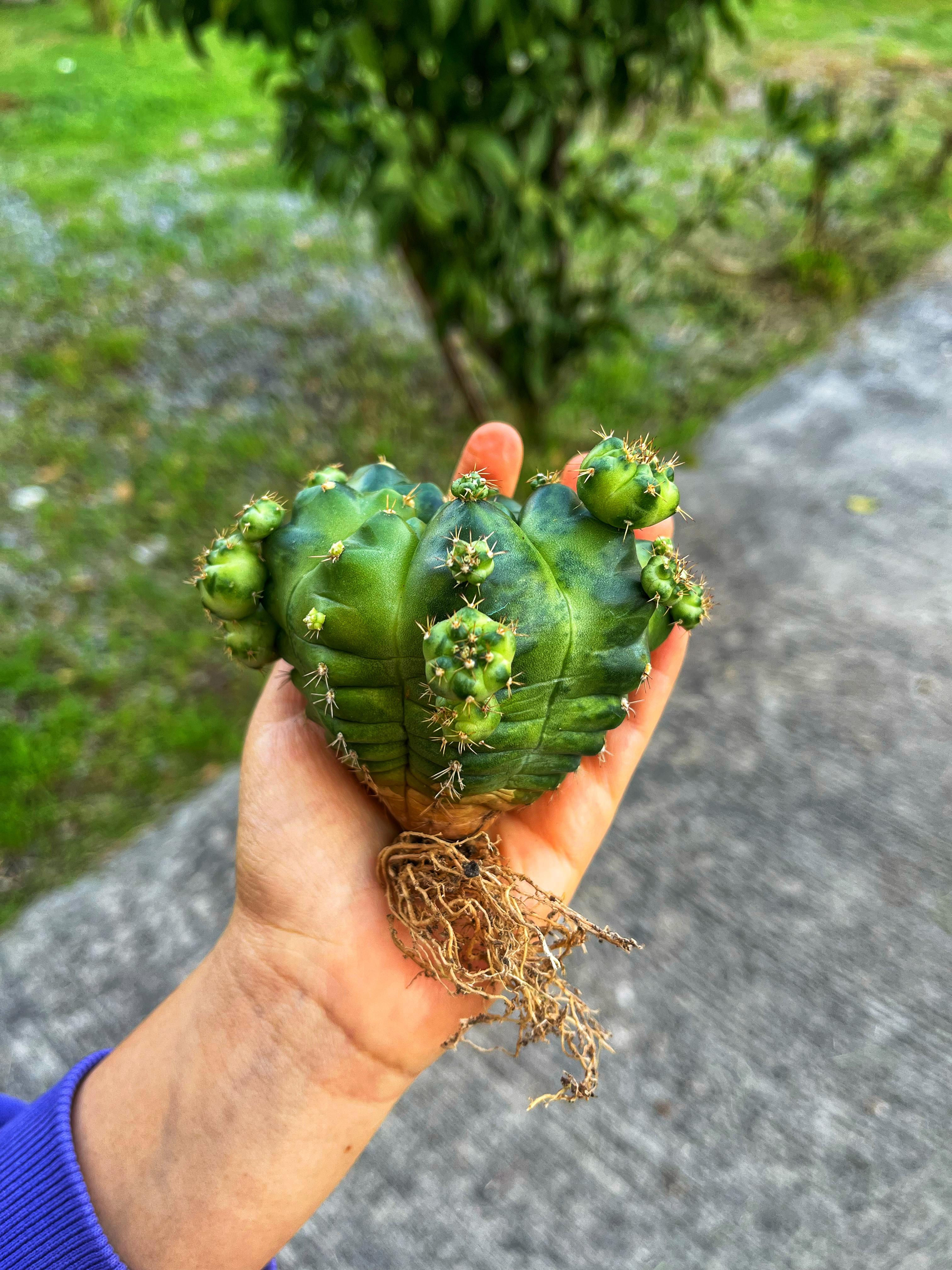 Gymnocalycium Green Marble - XL Boy