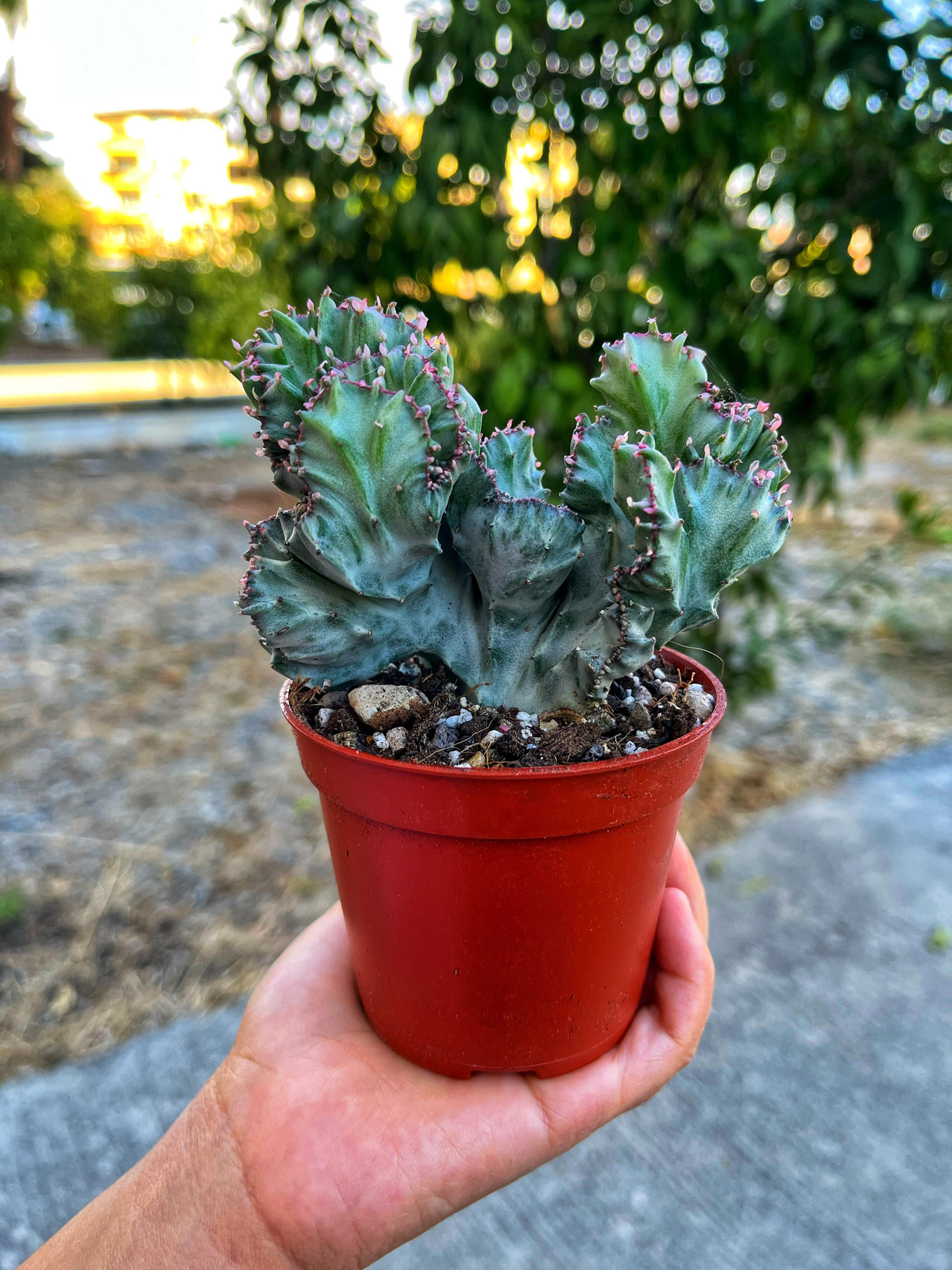 Euphorbia Lactea White Ghost Cristat - Hayalet Kaktüs 8.5 CM
