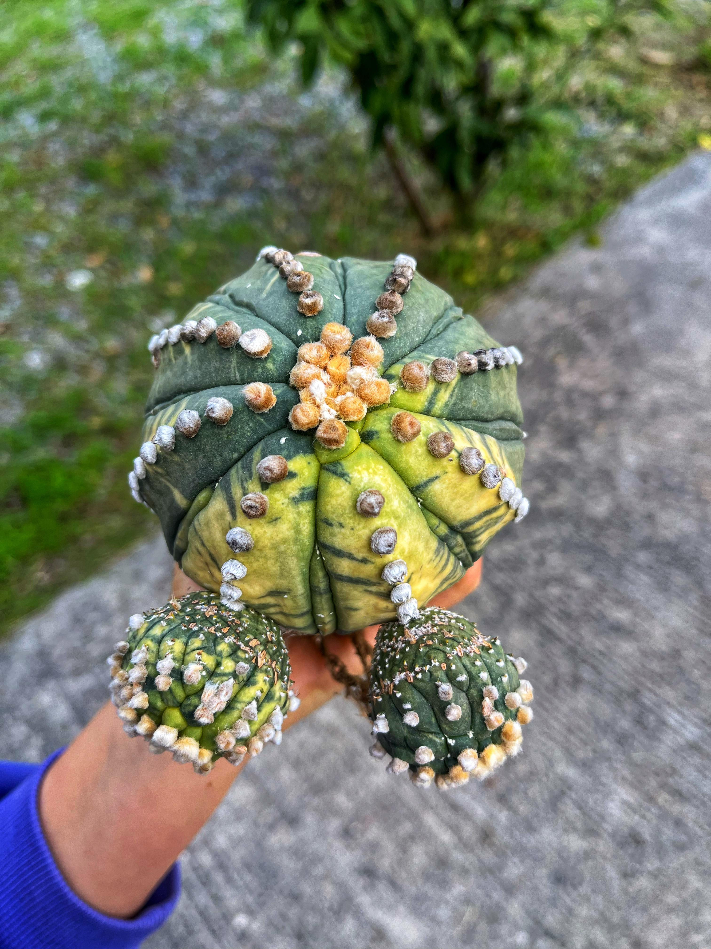 Astrophytum Asterias Variegata - Yavrulu Form XXXL Boy