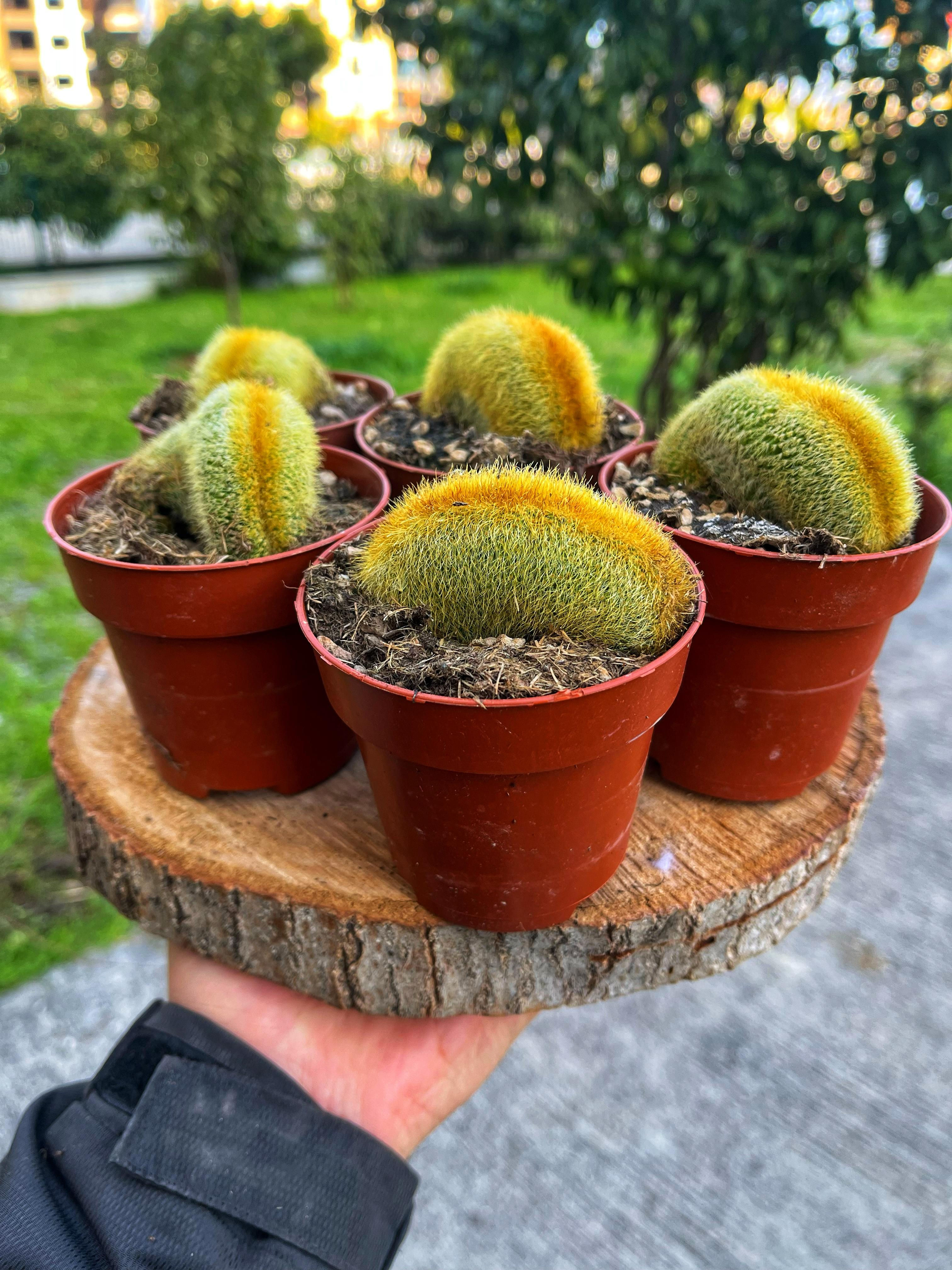 Notocactus Leninghausii Cristat - 8.5 CM