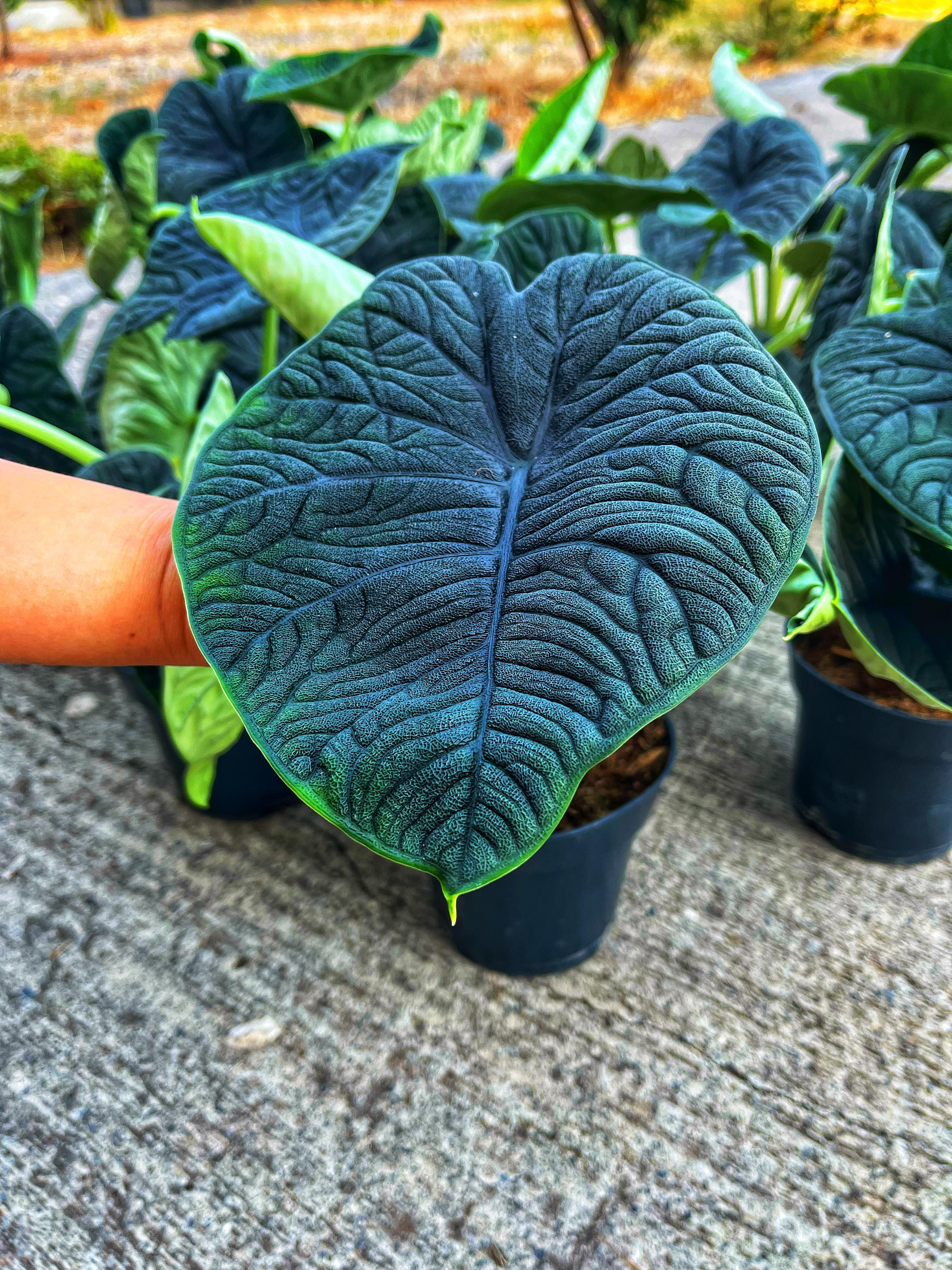 Alocasia Melo - Mat ve Pürüzlü Yapraklar 14 CM