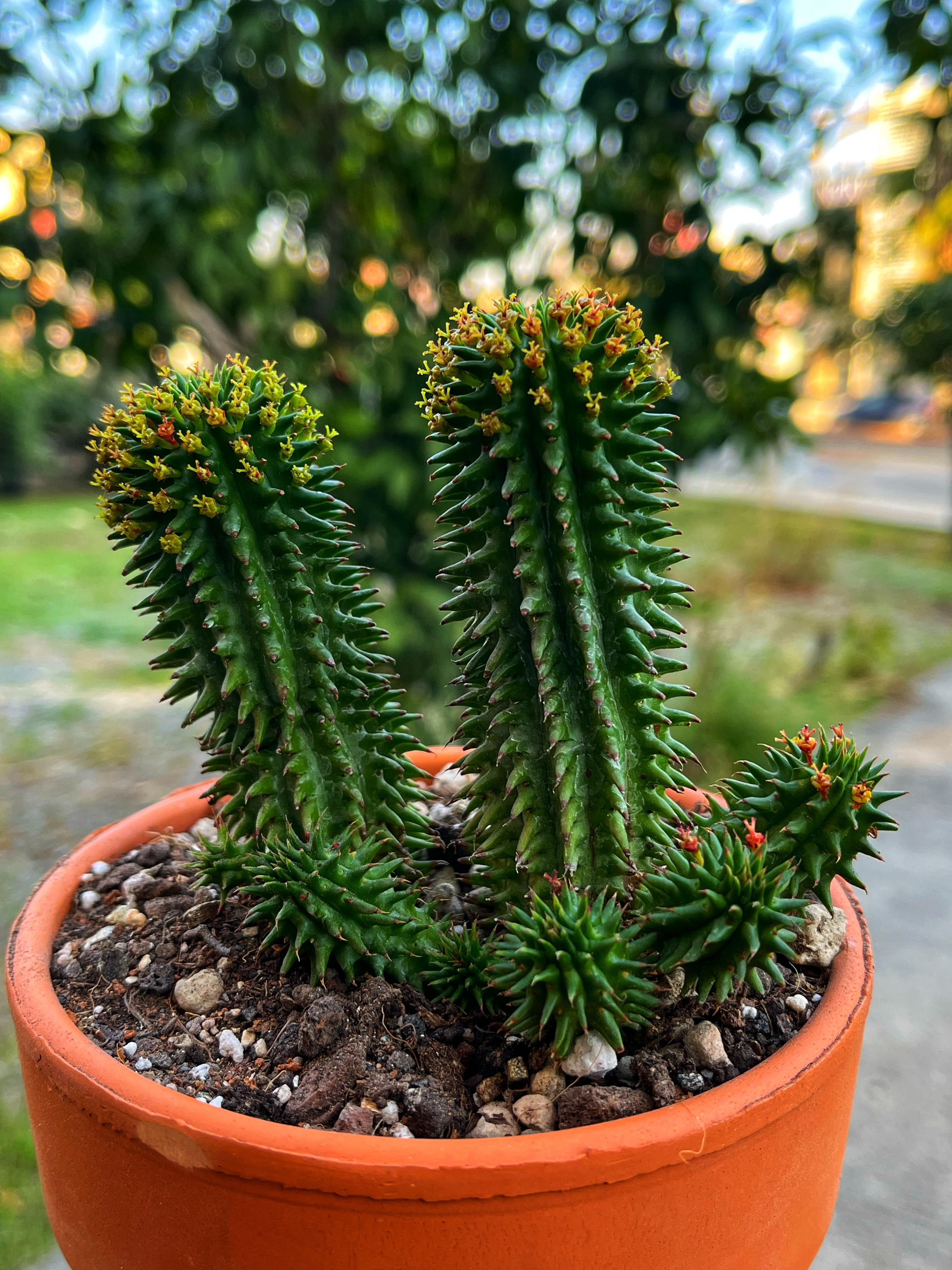 Euphorbia Susannae XL - 12 CM Terracotta Saksıda