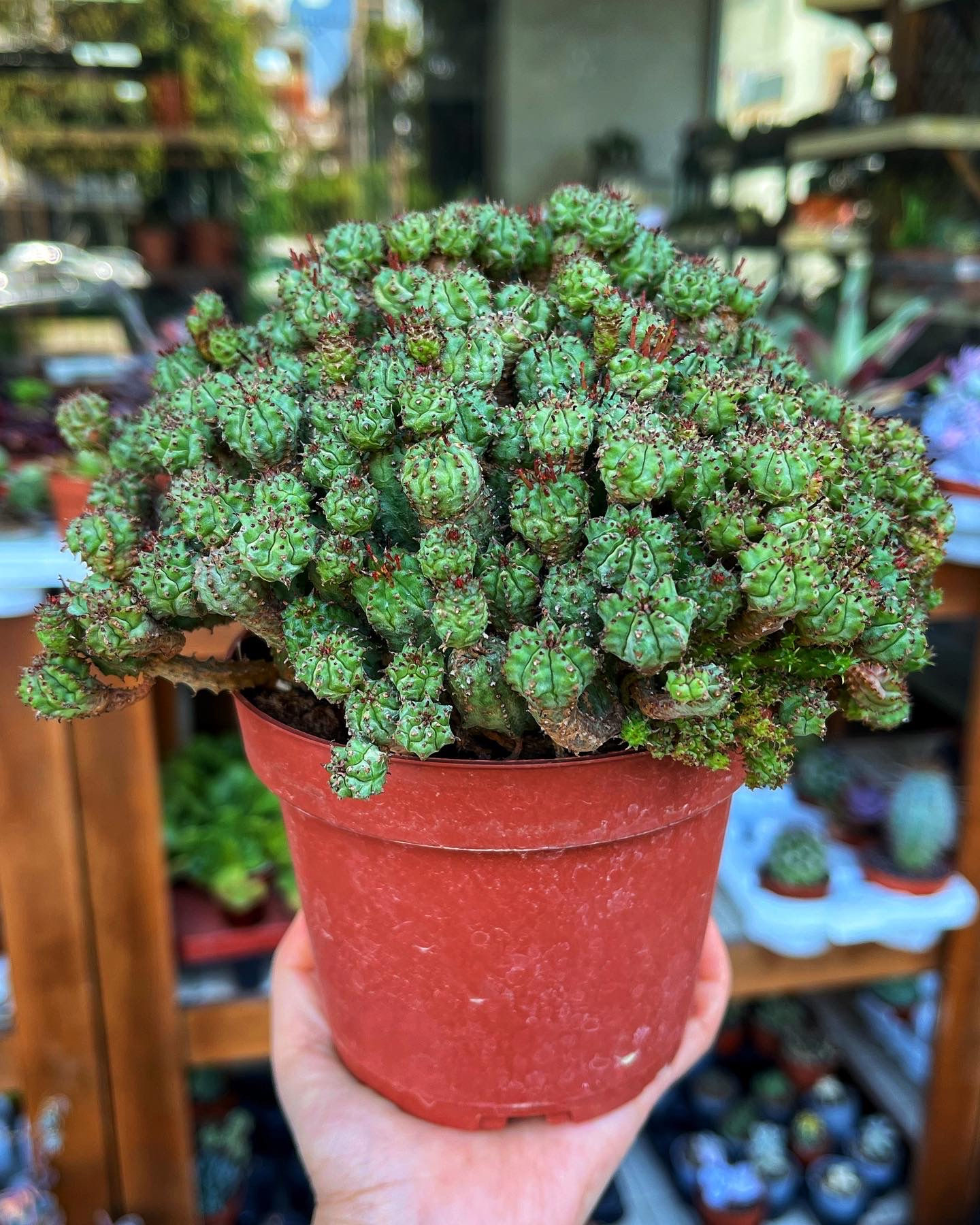 Euphorbia Submammillaris Monstruosa - Bol Yavrulu 15 CM 