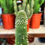 Küçük resim: Cleistocactus Strausii Jujuyensis Mostruosa Inermis 10.5 CM