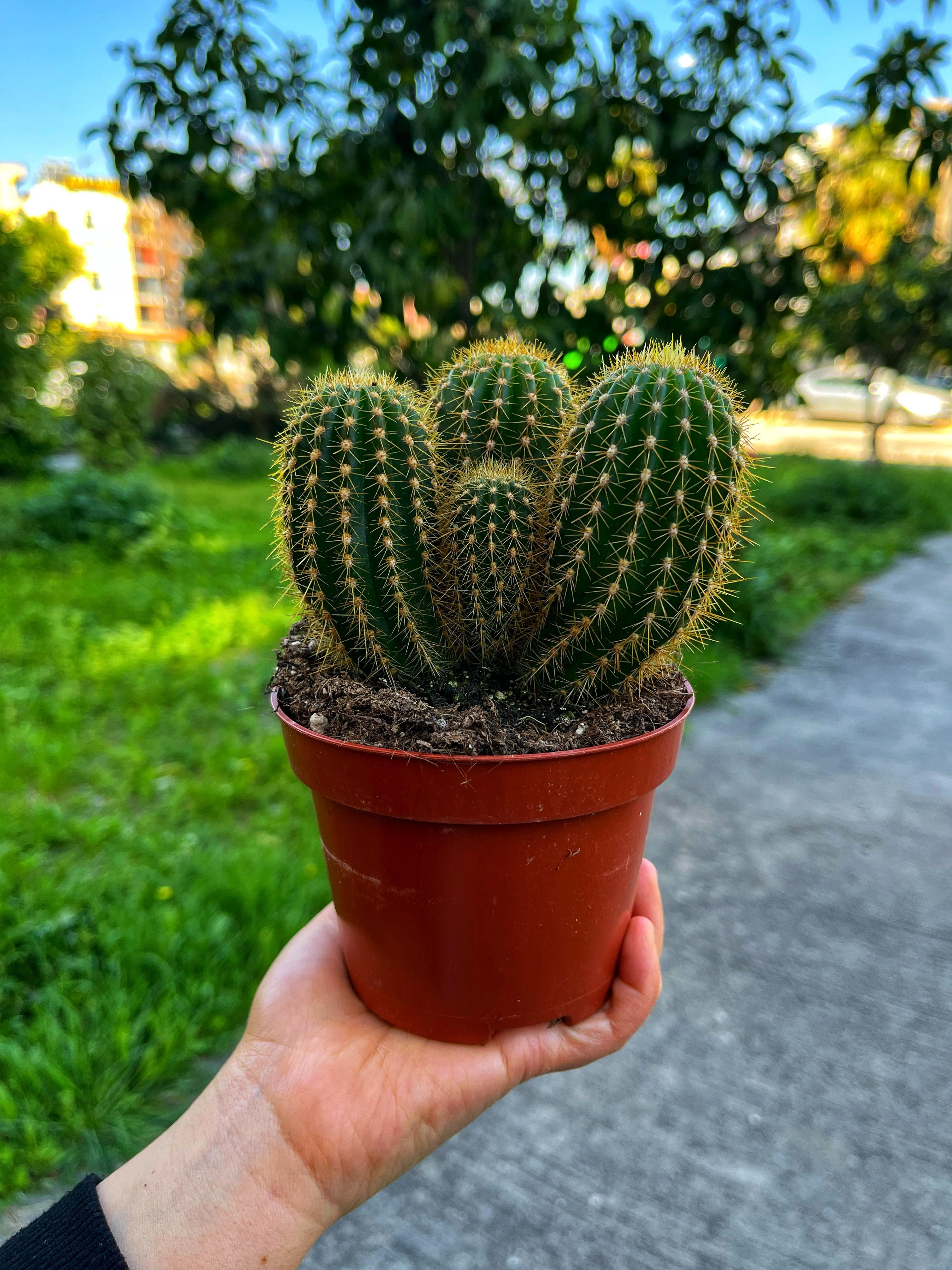 Trichocereus Huascha & Kocaman Çiçekler Açar - 10.5 CM