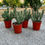 Küçük resim: Hoodia Gordonii xxL 17 CM