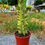 Küçük resim: Euphorbia Marmorata Variegata - Alacalı Kovboy Kaktüs 17 CM