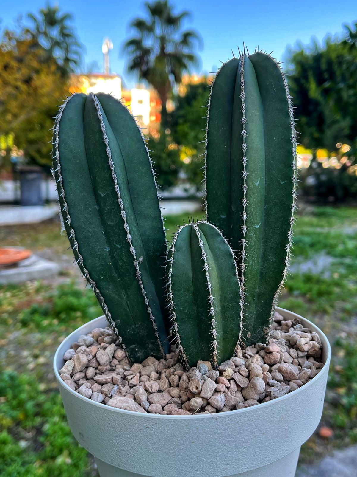Marginatocereus Marginatus XL Boy - 17 CM