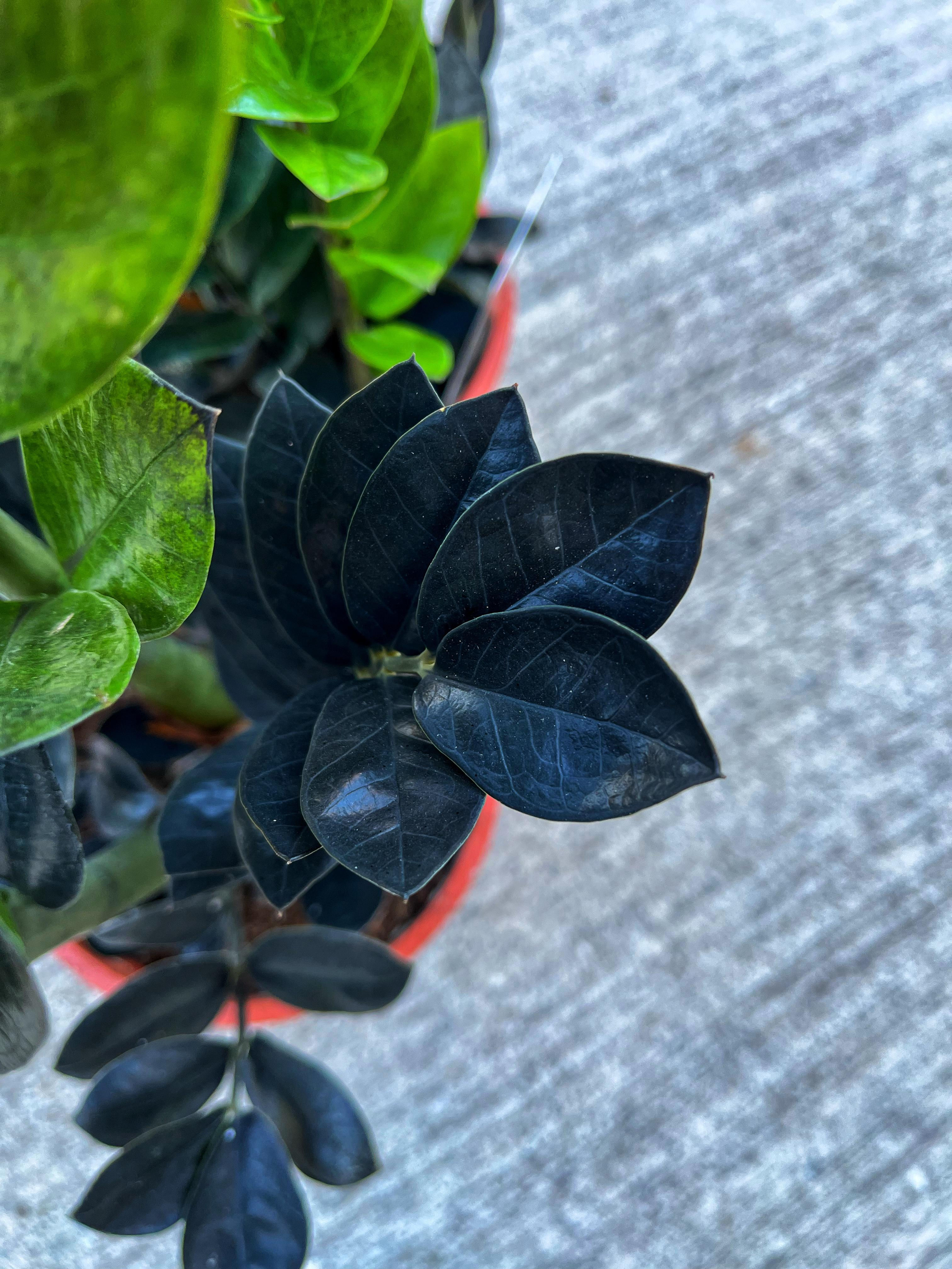 Zamioculcas Zamiifolia ‘Raven’ – Siyah Yapraklı ZZ Bitkisi 17 CM