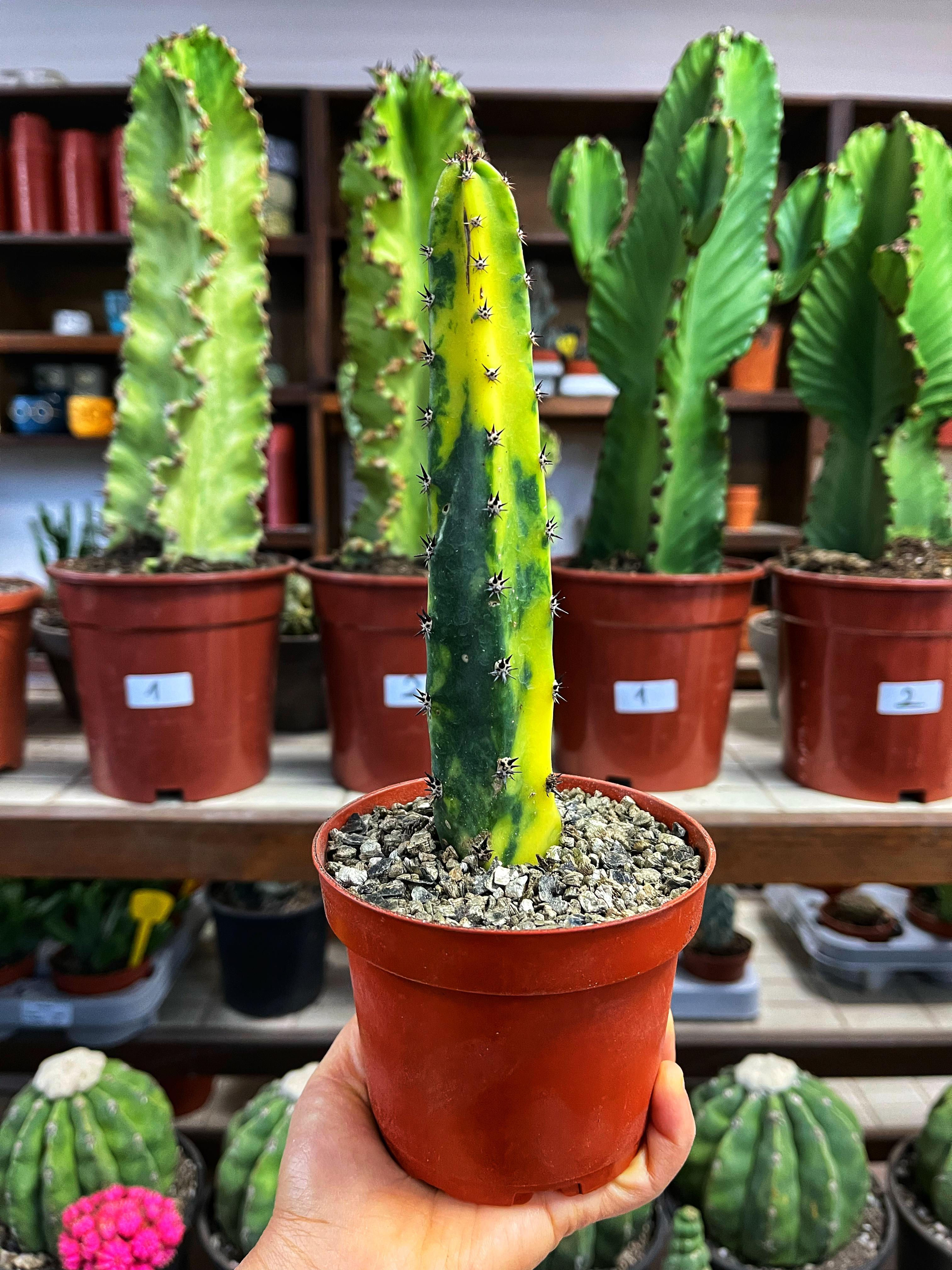 Harrisia Jusbertii Variegata