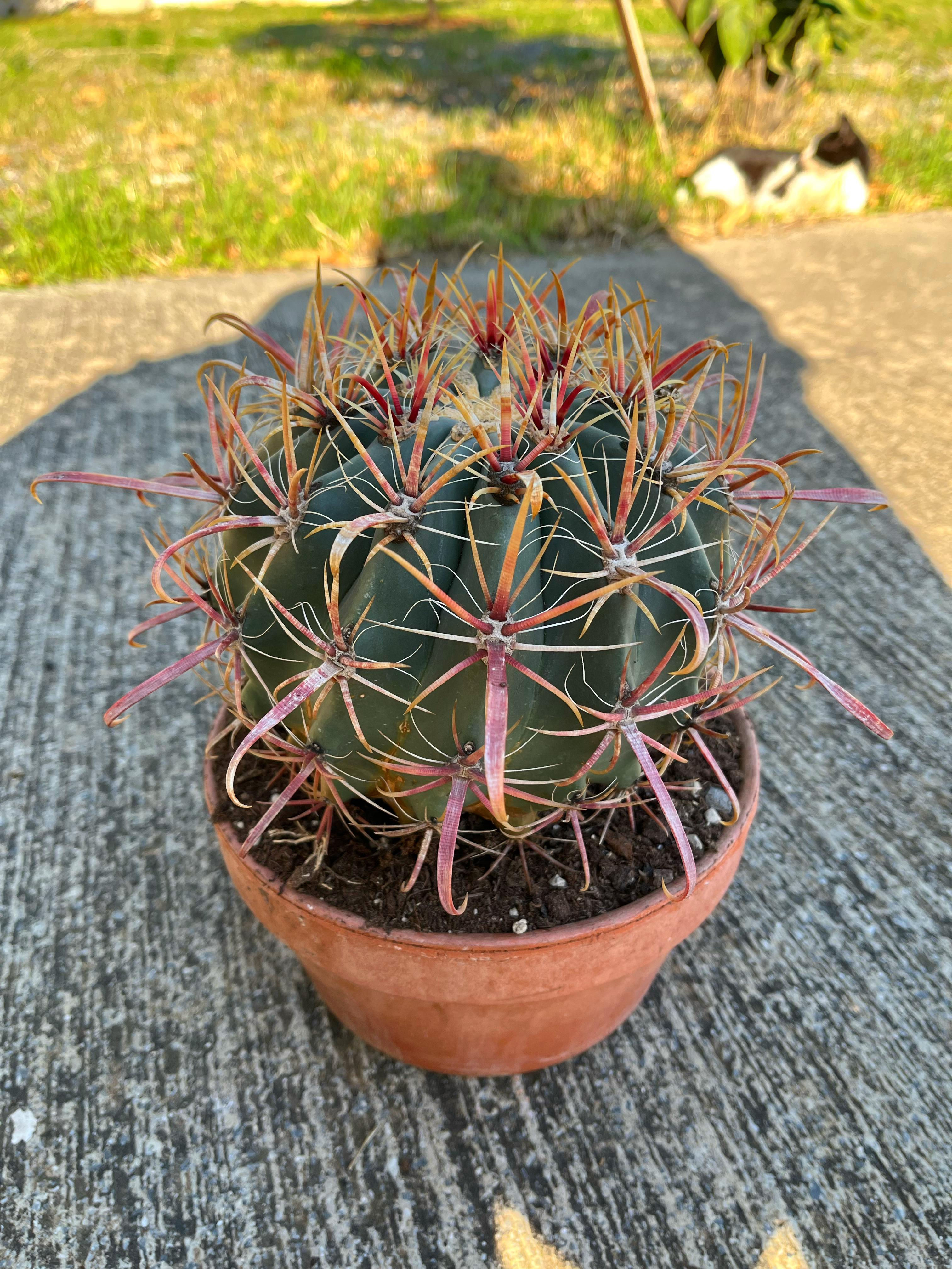 Ferocactus Latispinus - Geniş Kızıl Dikenler 20 CM