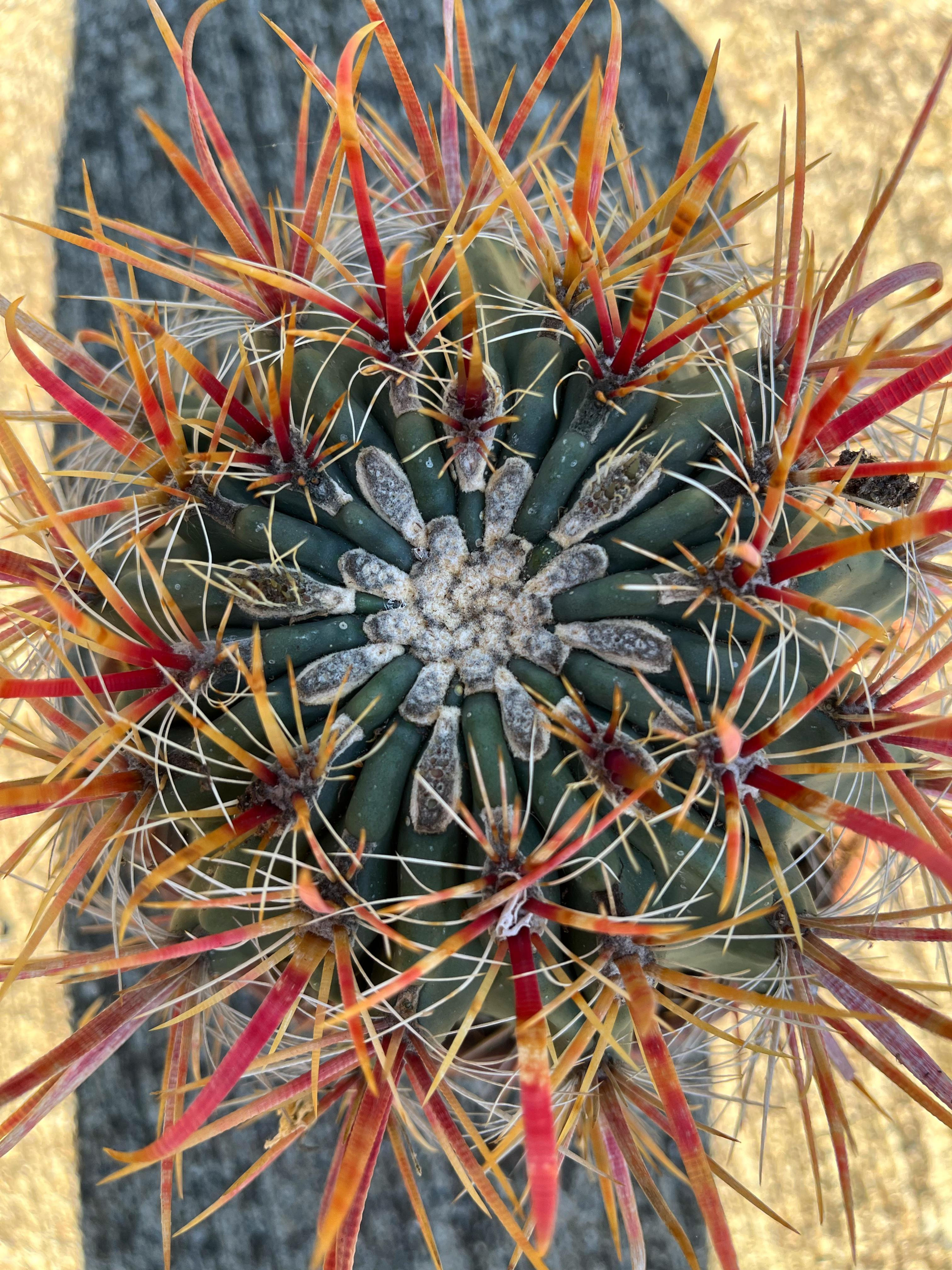 Ferocactus Latispinus - Geniş Kızıl Dikenler 20 CM