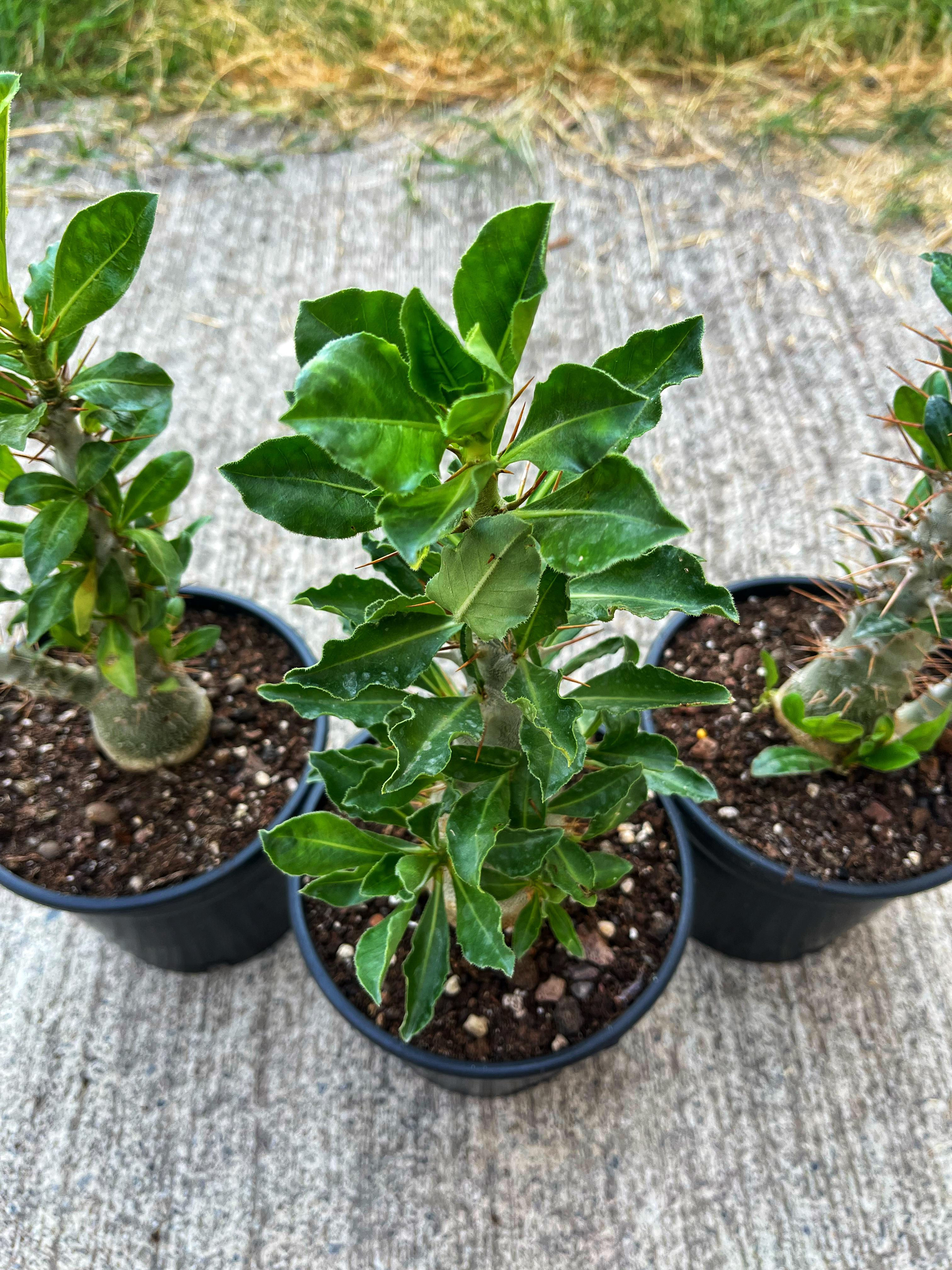 Pachypodium Saundersii 15 CM