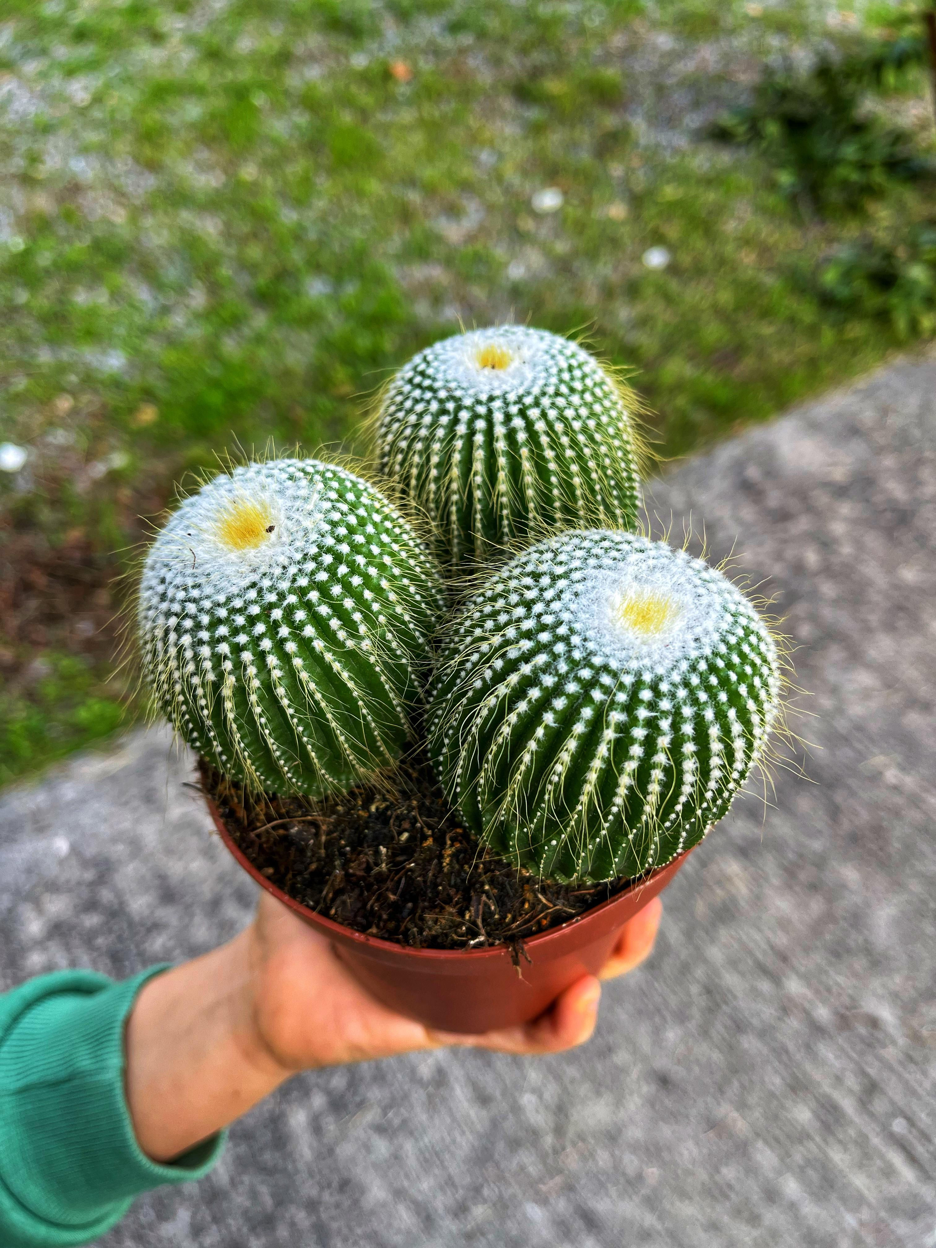 Notocactus Leninghausii Inermis - XL Yavrulu Form 13 CM