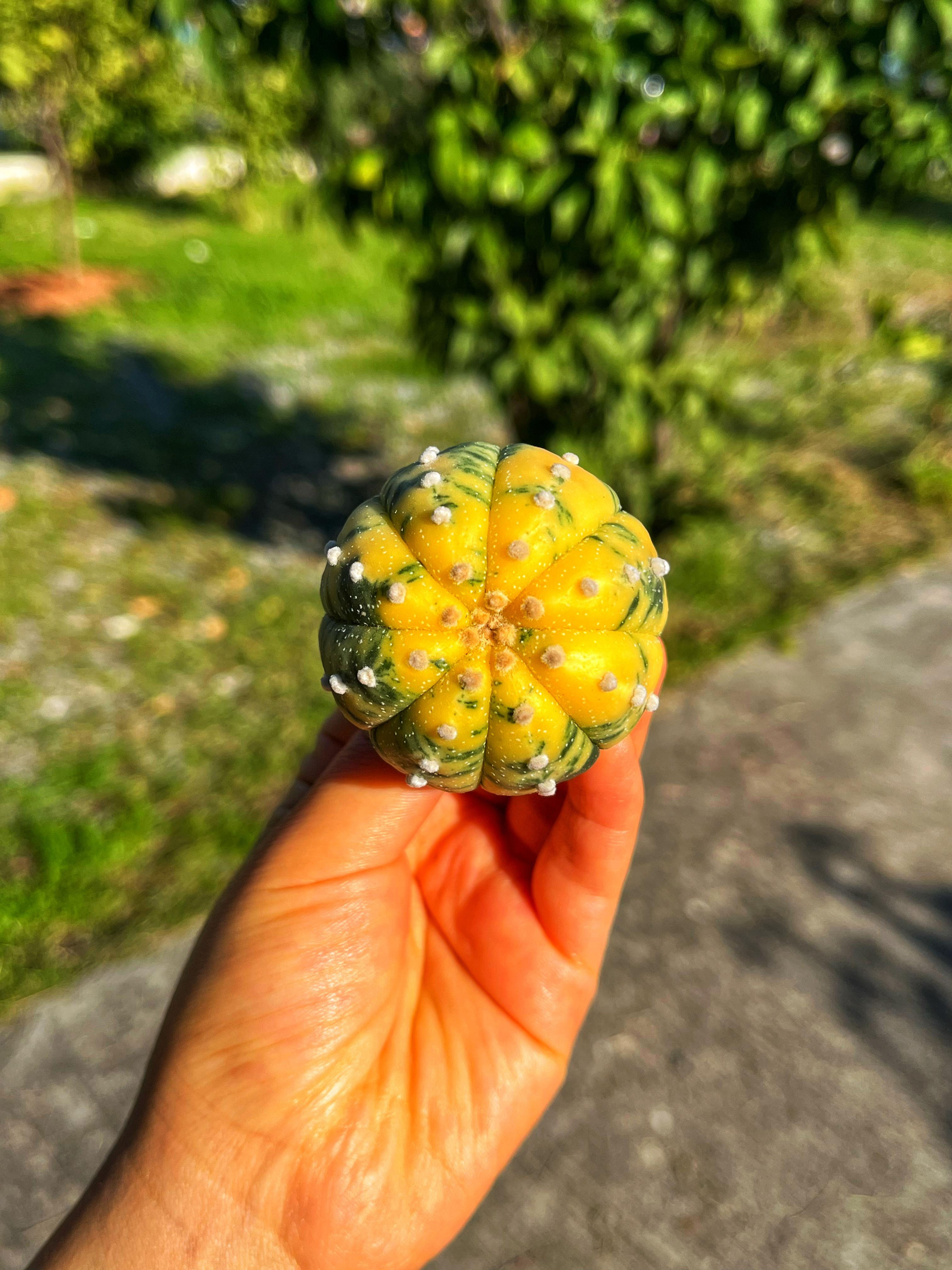 Astrophytum Asterias + Star Shape + Ooibo Variegata - PART 3