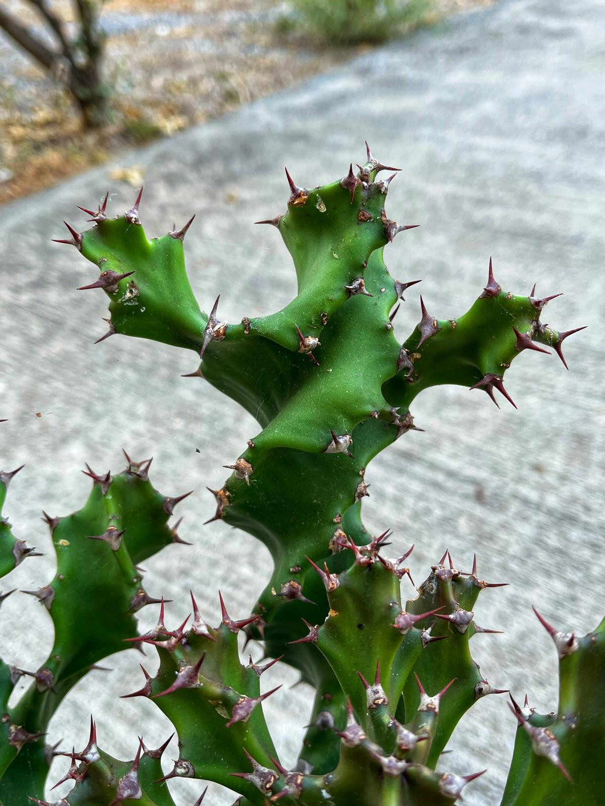 Euphorbia Tortilis Spiralis XXL - 17 CM