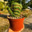 Küçük resim: Eulychnia Castanea Spiralis Cristata - 10.5 CM