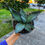 Küçük resim: Agave Titanota 'Blue Ice' - 13 CM