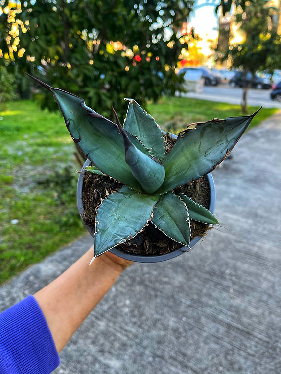 Agave Titanota 'Blue Ice' - 13 CM | MEKA Botanik