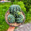 Küçük resim: Ferocactus Glaucescens Inermis Dekoratif Saksılı 15 CM