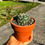Küçük resim: Astrophytum Asterias 'Nudum V-Type' – Terracotta Saksıda