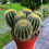 Küçük resim: Notocactus Warasii - XL Yavrulu Form 15 CM