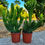 Küçük resim: Euphorbia Ingens Cristat XXL