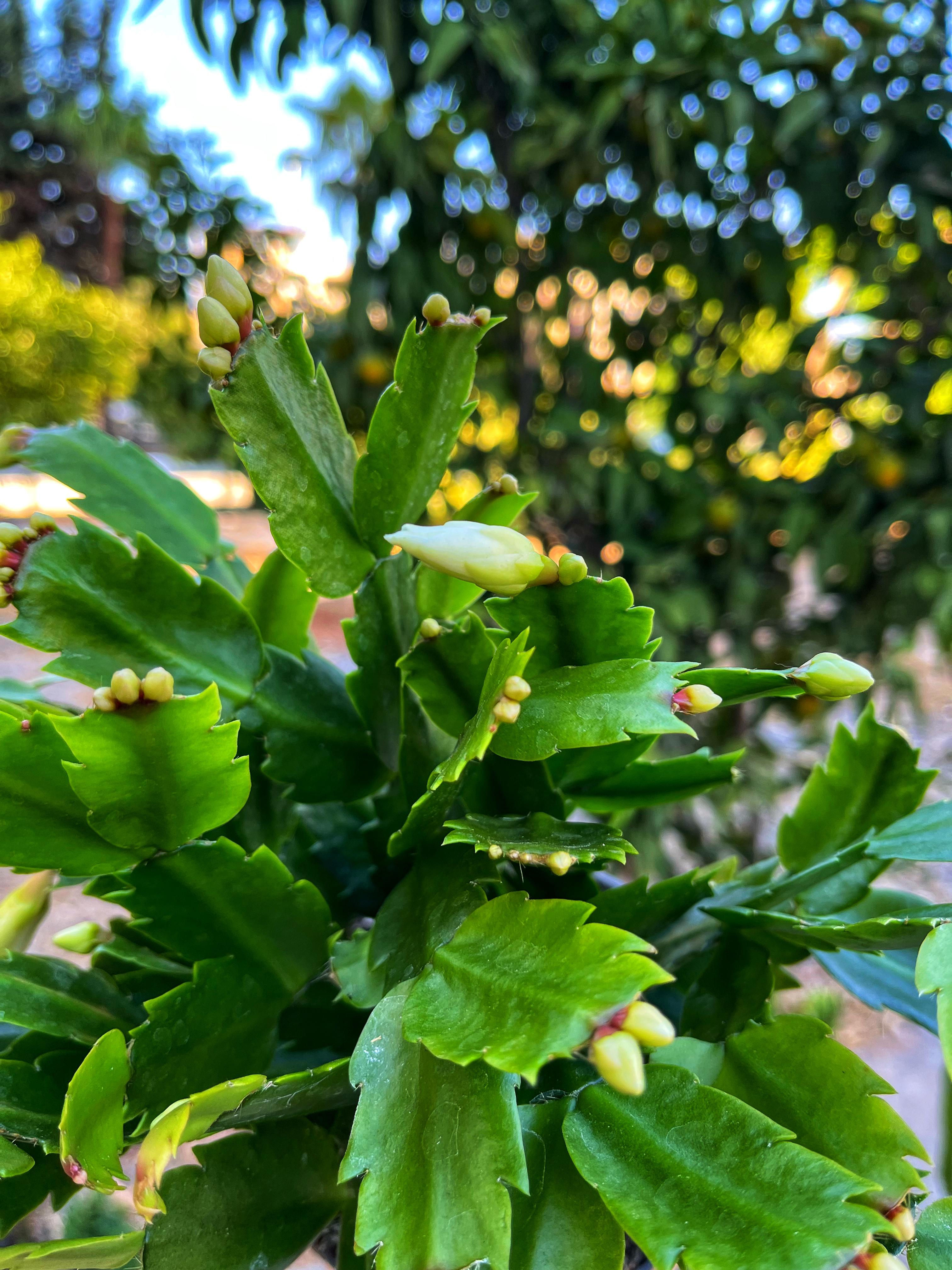 Beyaz Yılbaşı Çiçeği -Bol Tomurcuklu 13 CM