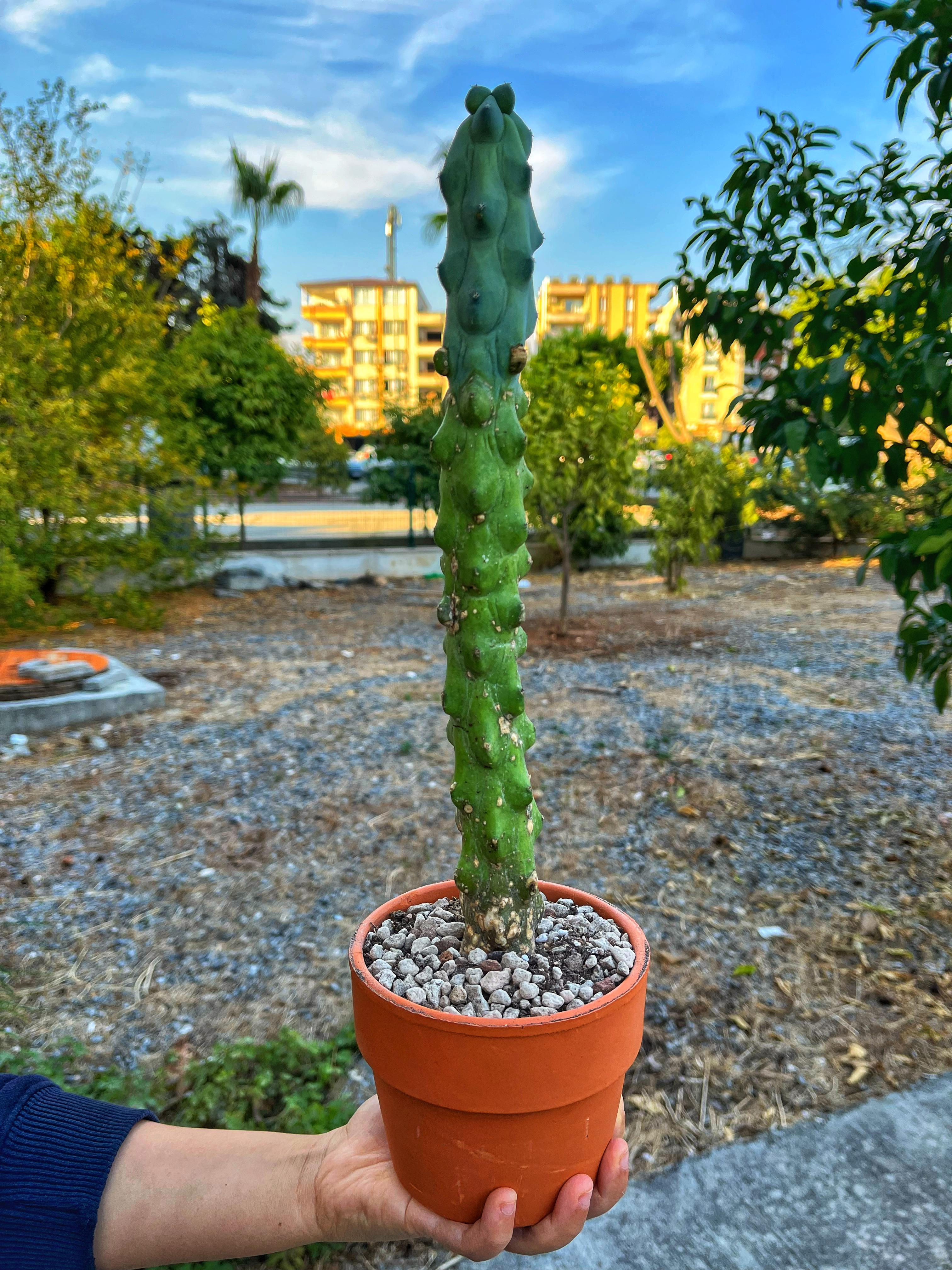 Myrtillocactus Geometrizans Fukurokuryuzinboku - 12 CM Terracotta Saksılı
