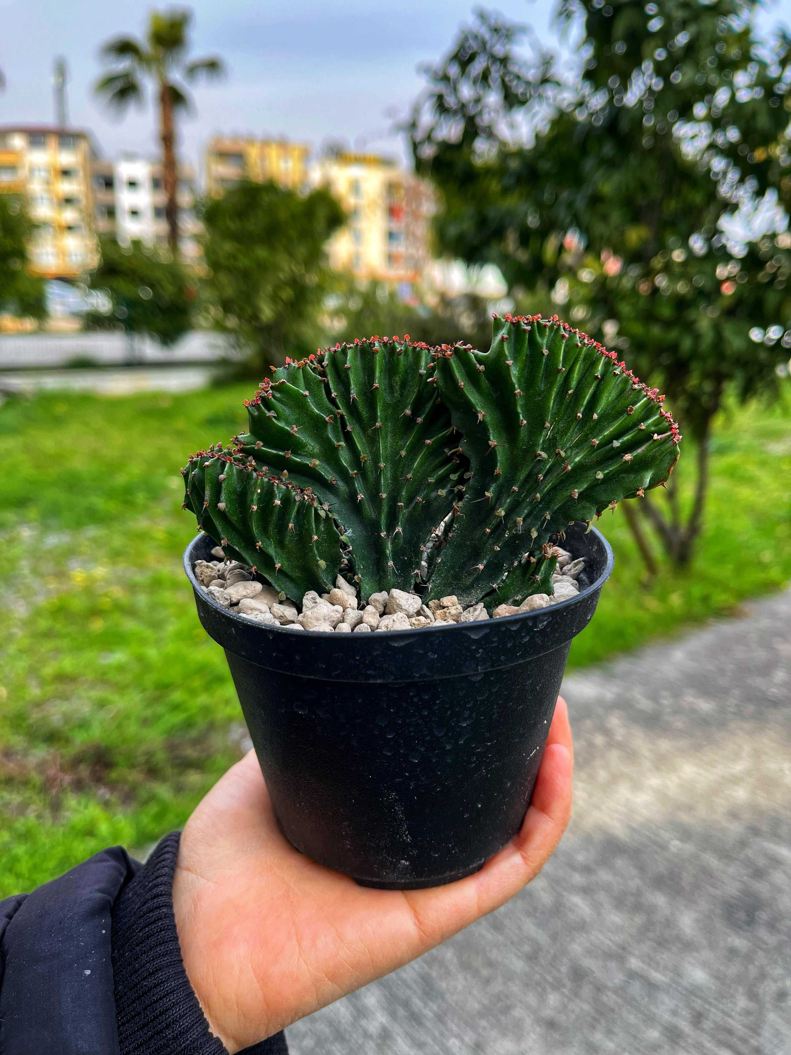Euphorbia Triangularis Cristat - 10.5 CM