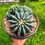 Küçük resim: Ferocactus Glaucescens Inermis Dekoratif Saksılı 15 CM