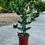 Küçük resim: Euphorbia Tortilis Spiralis XXL - 17 CM