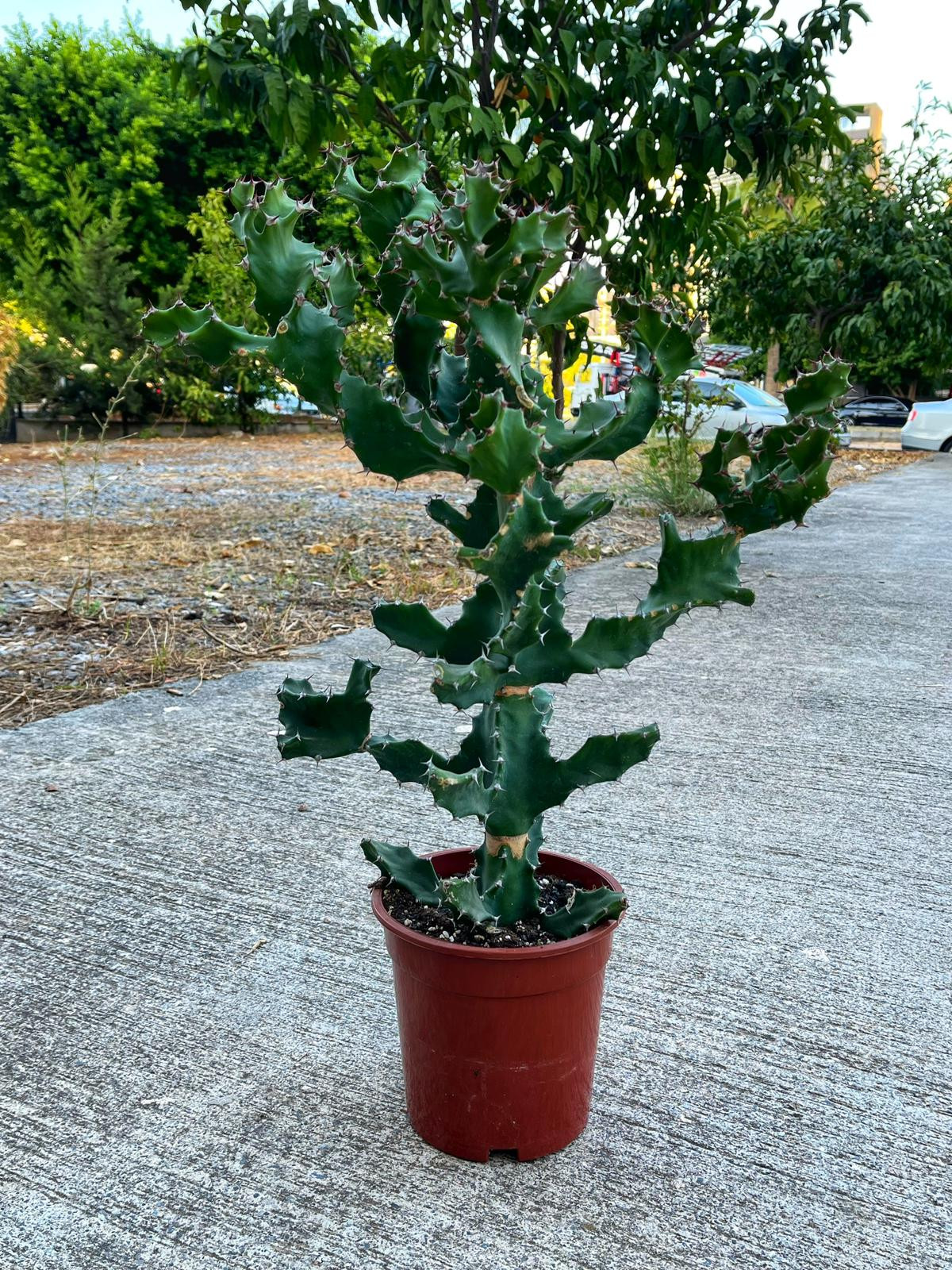 Euphorbia Tortilis Spiralis XXL - 17 CM