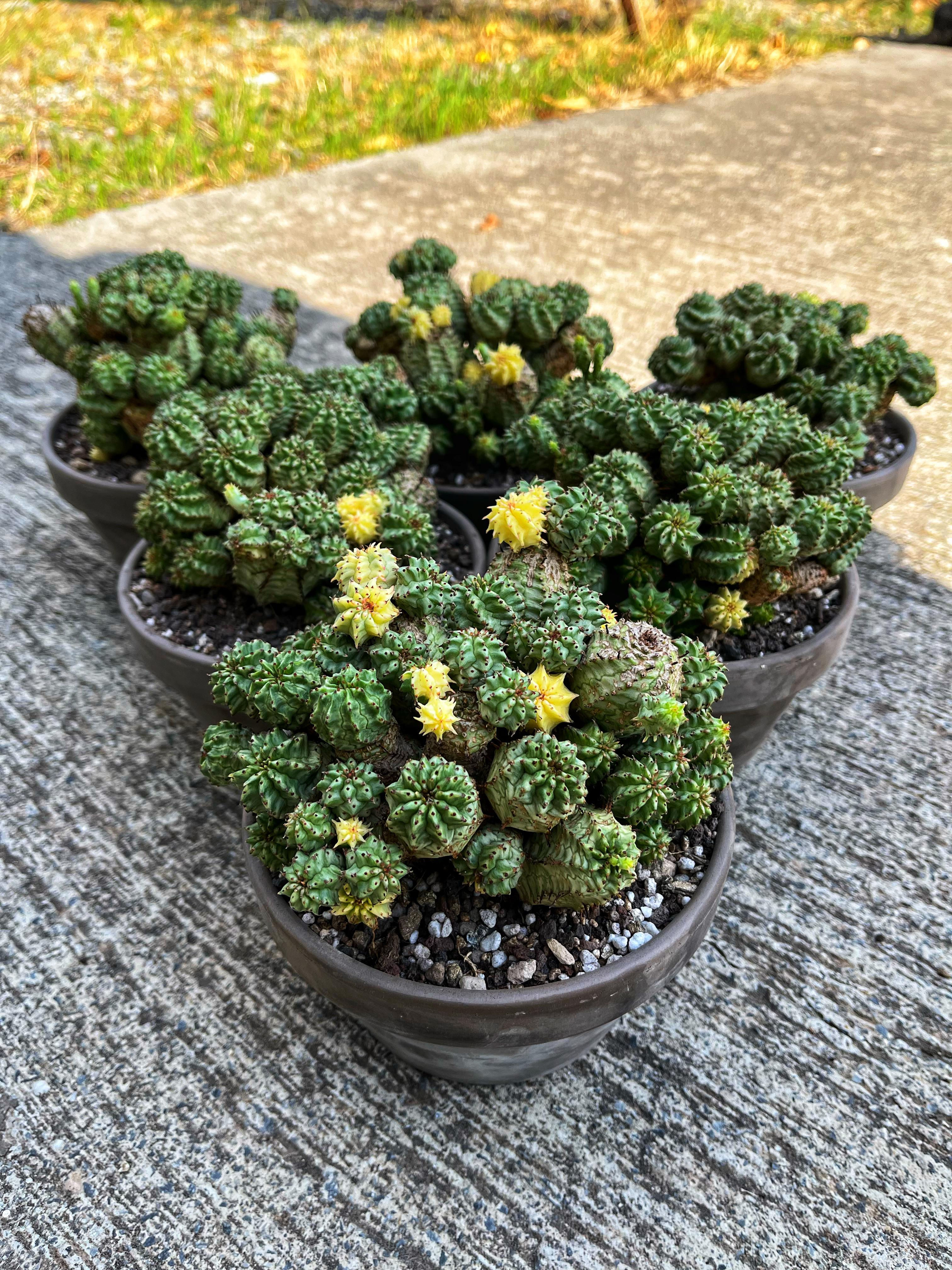 Euphorbia Submammillaris Variegata Monstoruosa - 15 CM