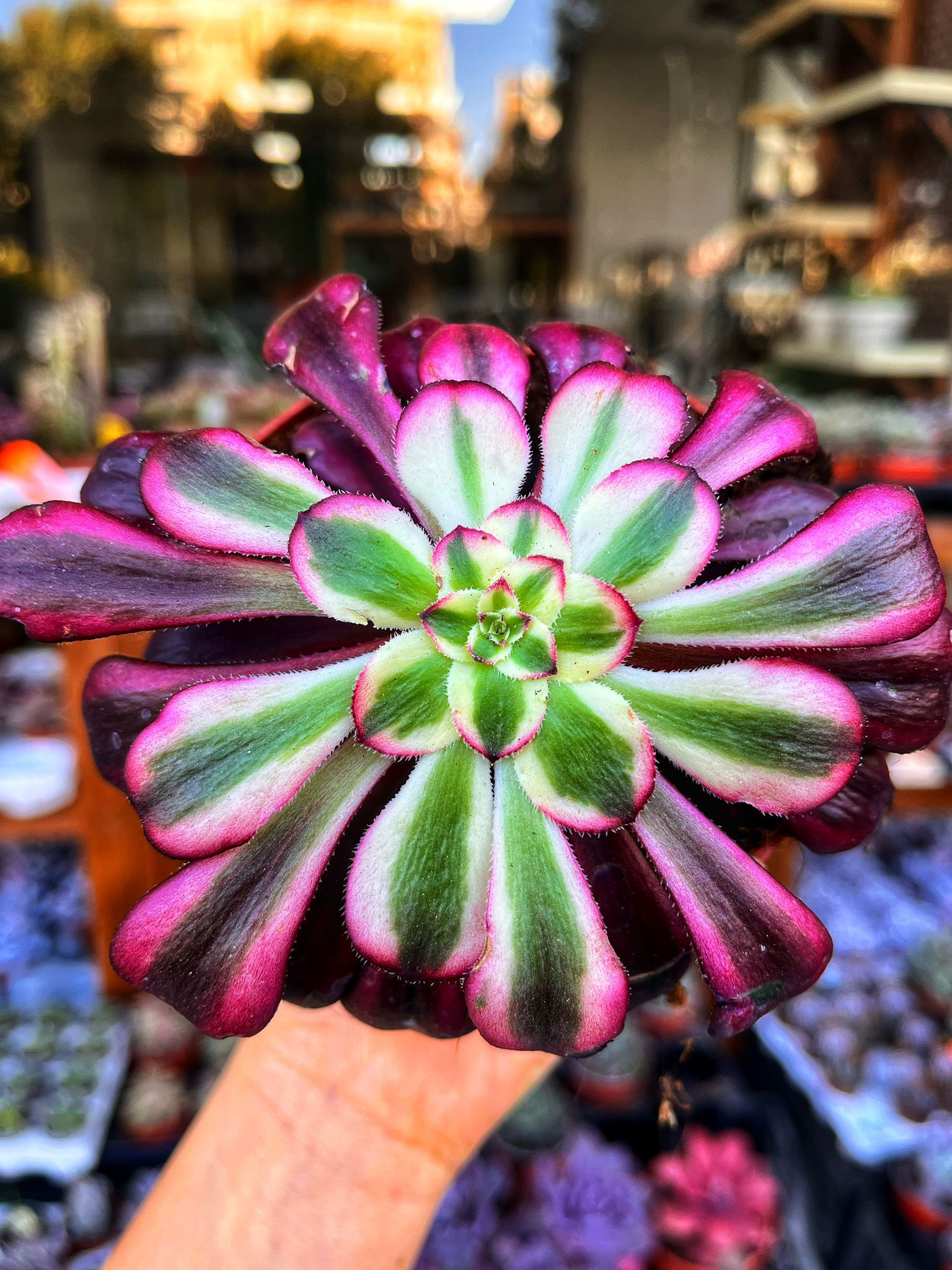 Aeonium Medusa 10.5 CM