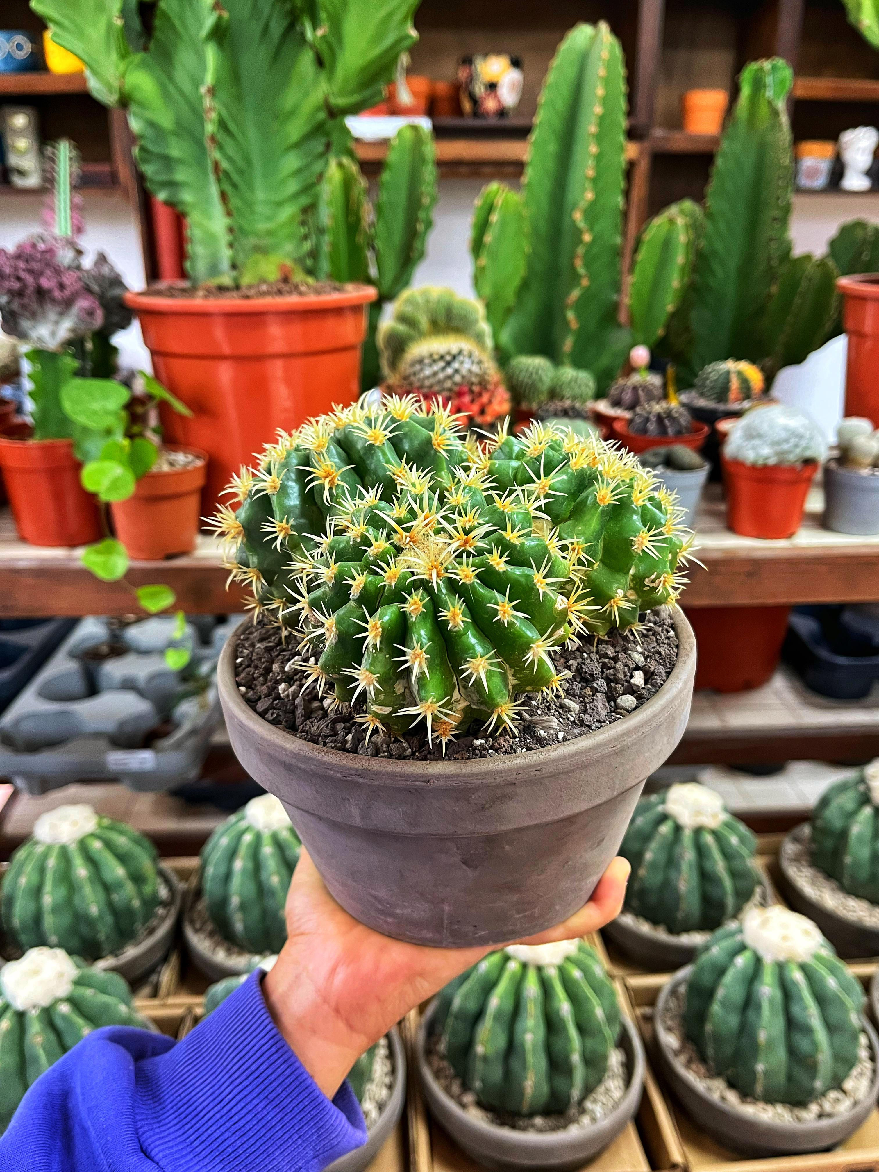 Echinocactus Grusonii Brevispinus - 15 CM Taş Saksıda