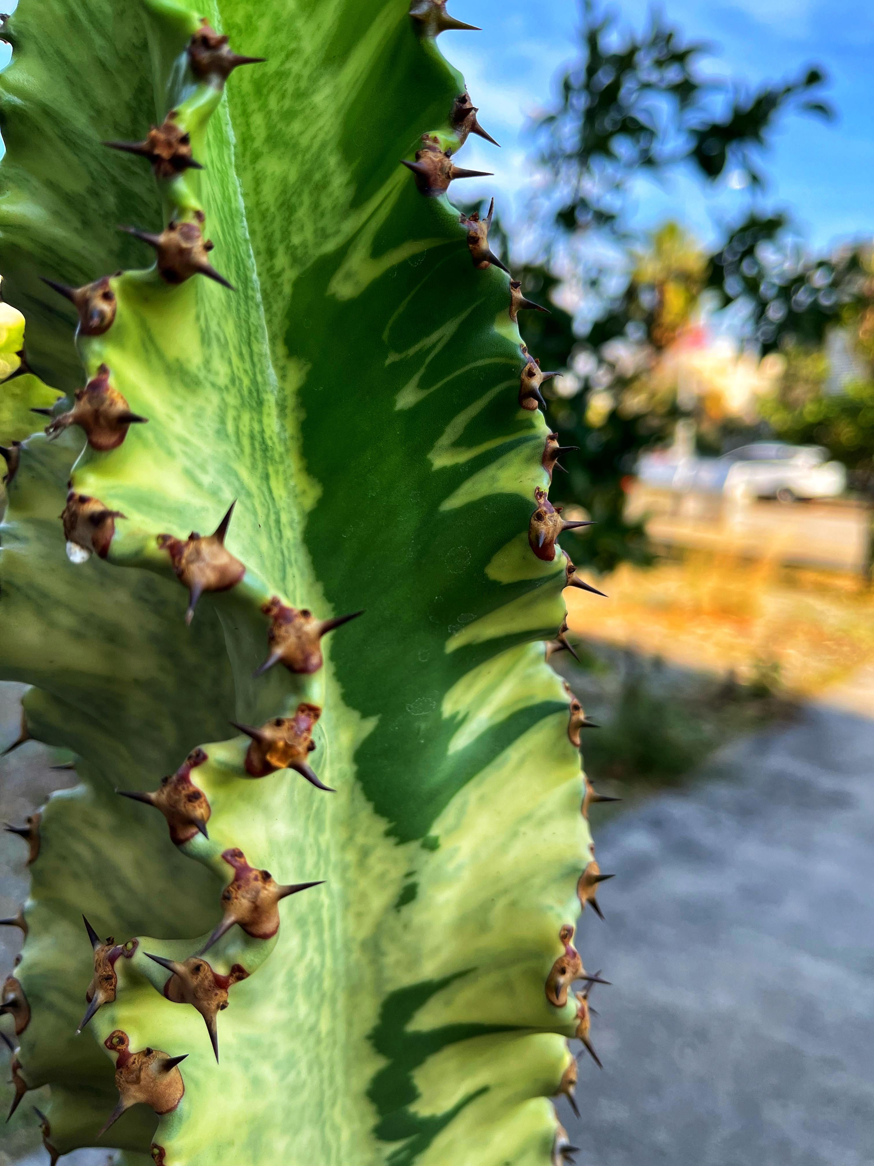 Euphorbia Marmorata Variegata - Alacalı Kovboy Kaktüs 17 CM