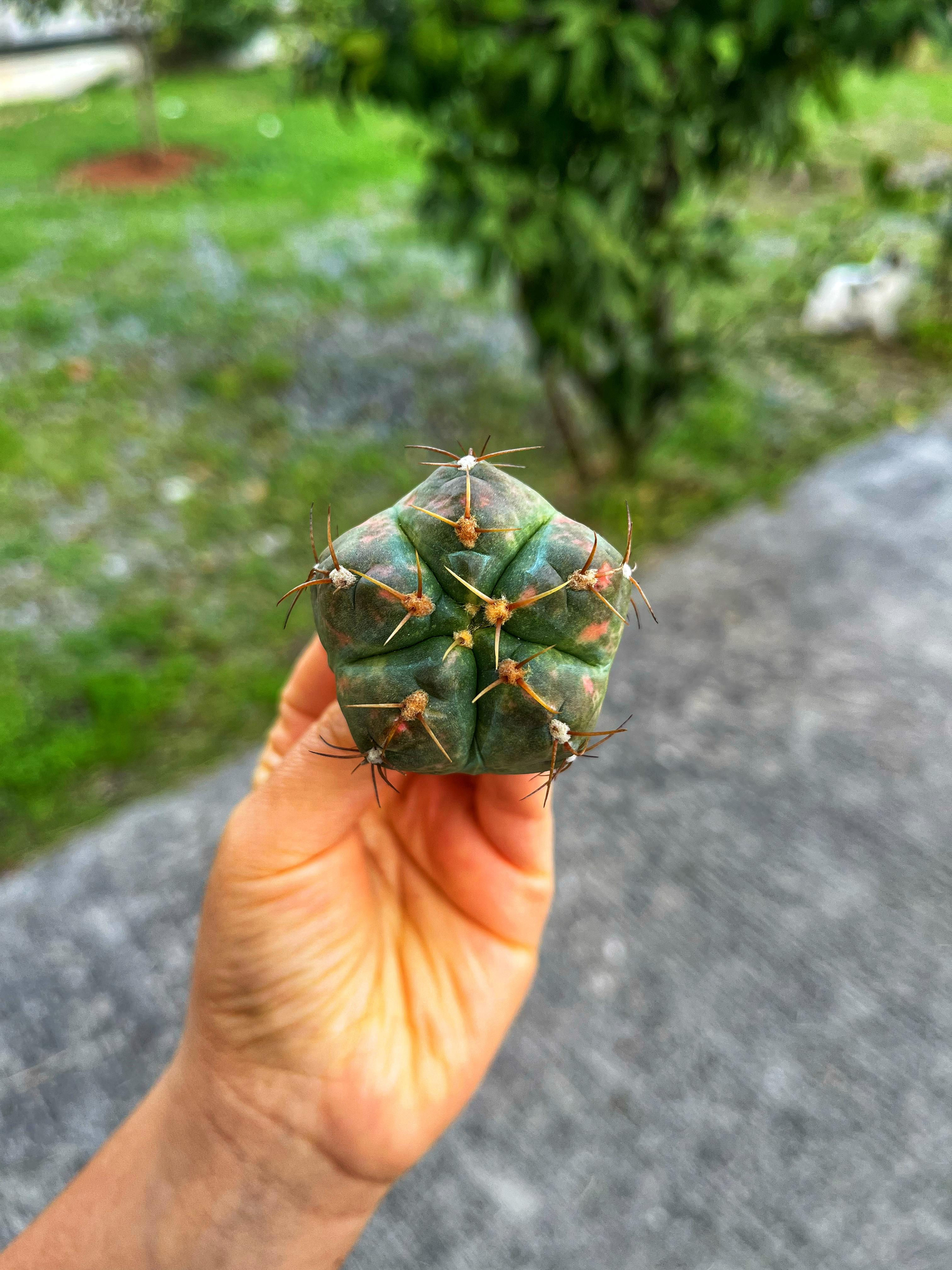 Gymnocalycium Horstii Variegata - Terracotta Saksıda