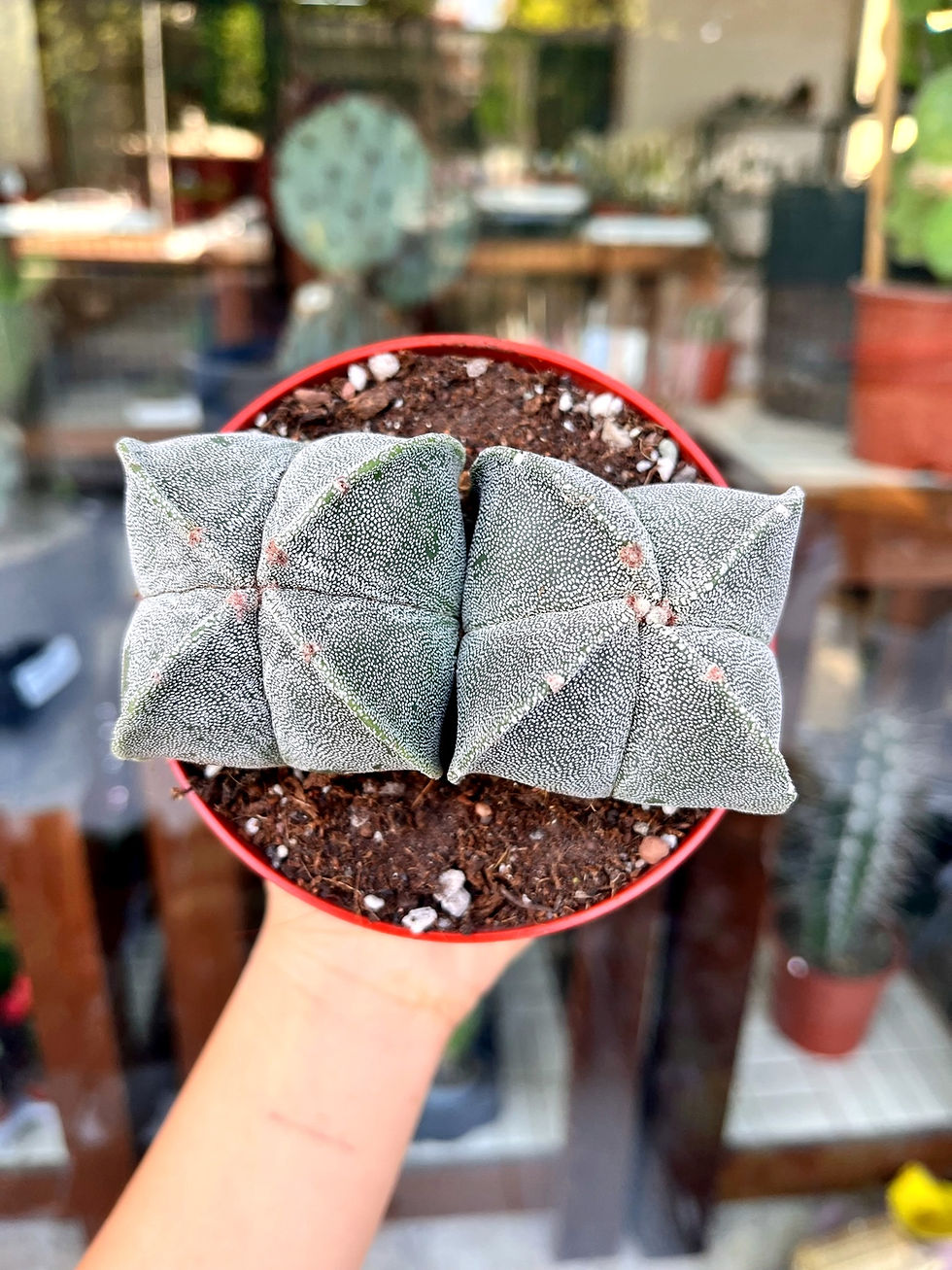 Astrophytum Myriostigma Quadricostatum - Çift Köklü Formda 11 CM