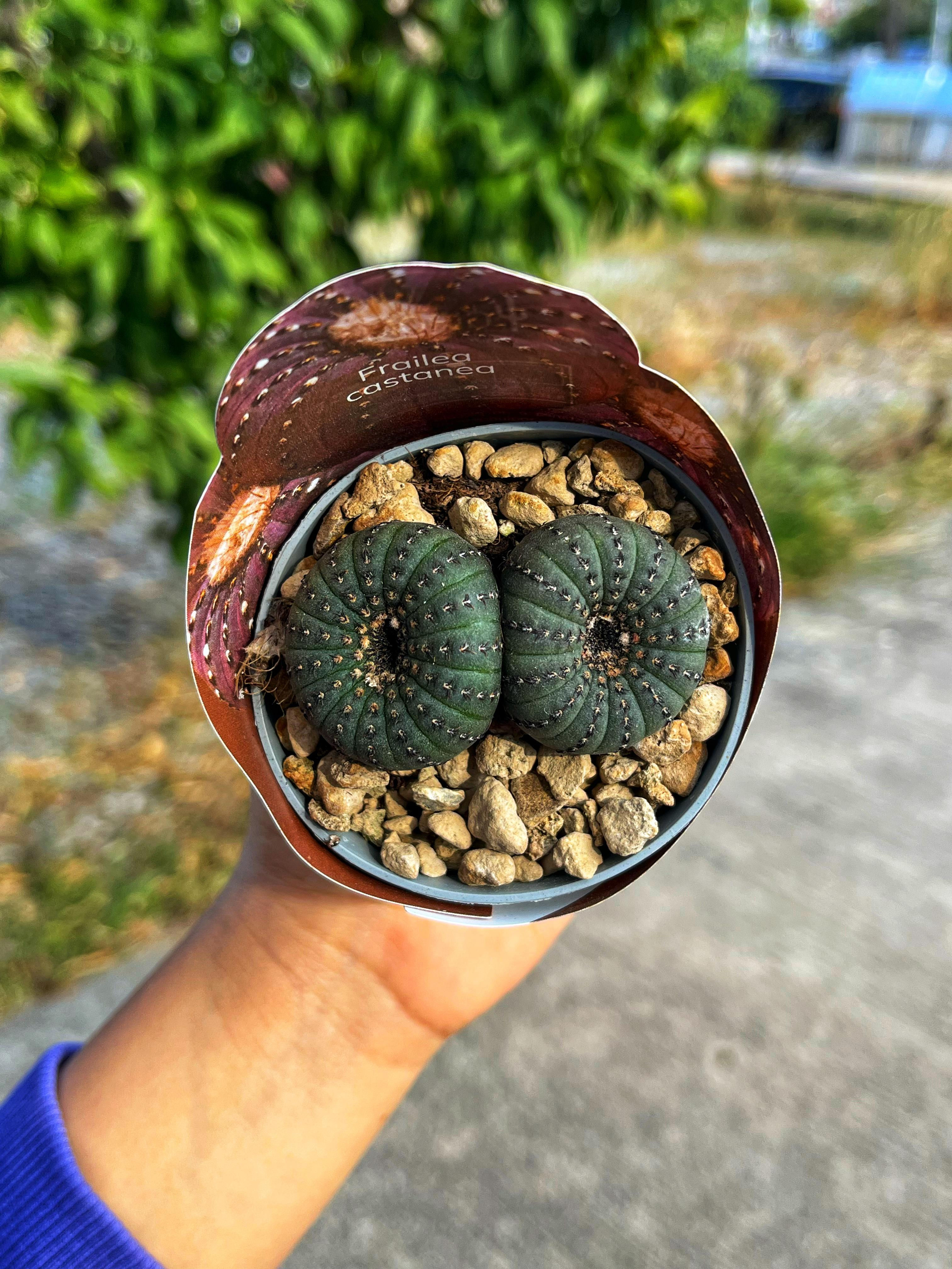 Frailea Castanea - Yavrulu Form 7 CM