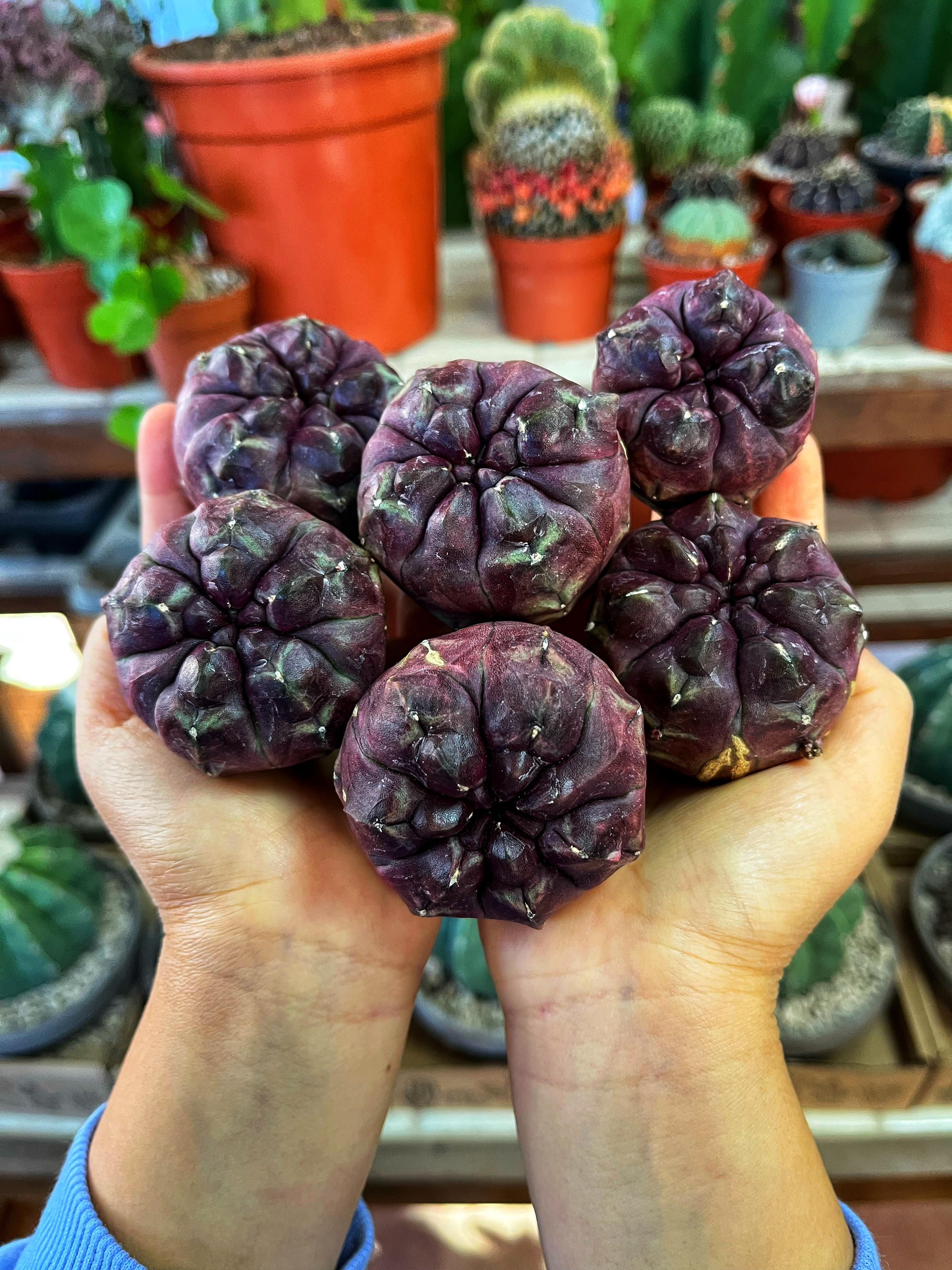 Gymnocalycium 'Daydream'  5-6 CM Çapında