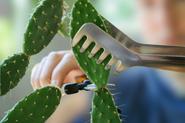 Opuntia kaktüsten çelik alma