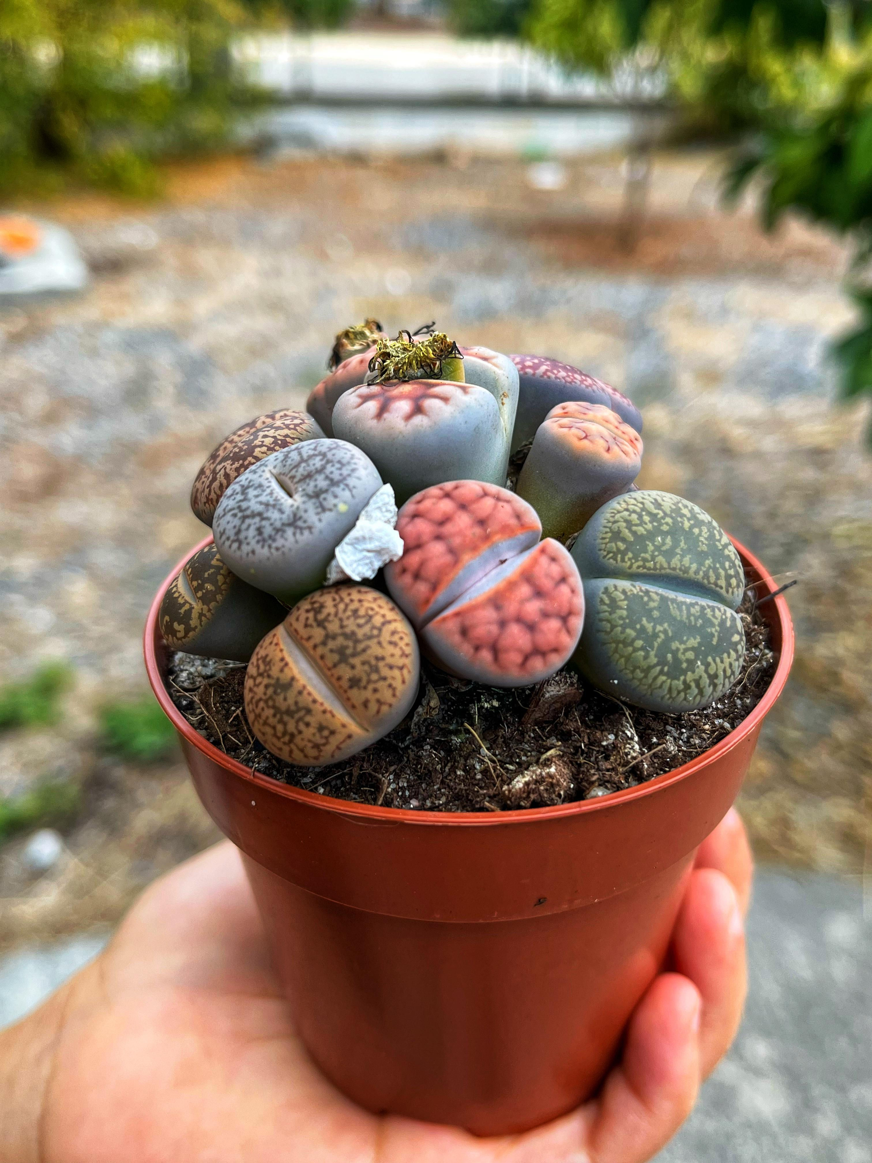 Lithops & Taş Kaktüsler - Rengarenk ve Dev Boy 8.5 CM