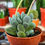 Küçük resim: Crassula Tecta - Crassula Lizard Skin 8.5 CM