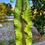 Küçük resim: Euphorbia Marmorata Variegata - Alacalı Kovboy Kaktüs 17 CM